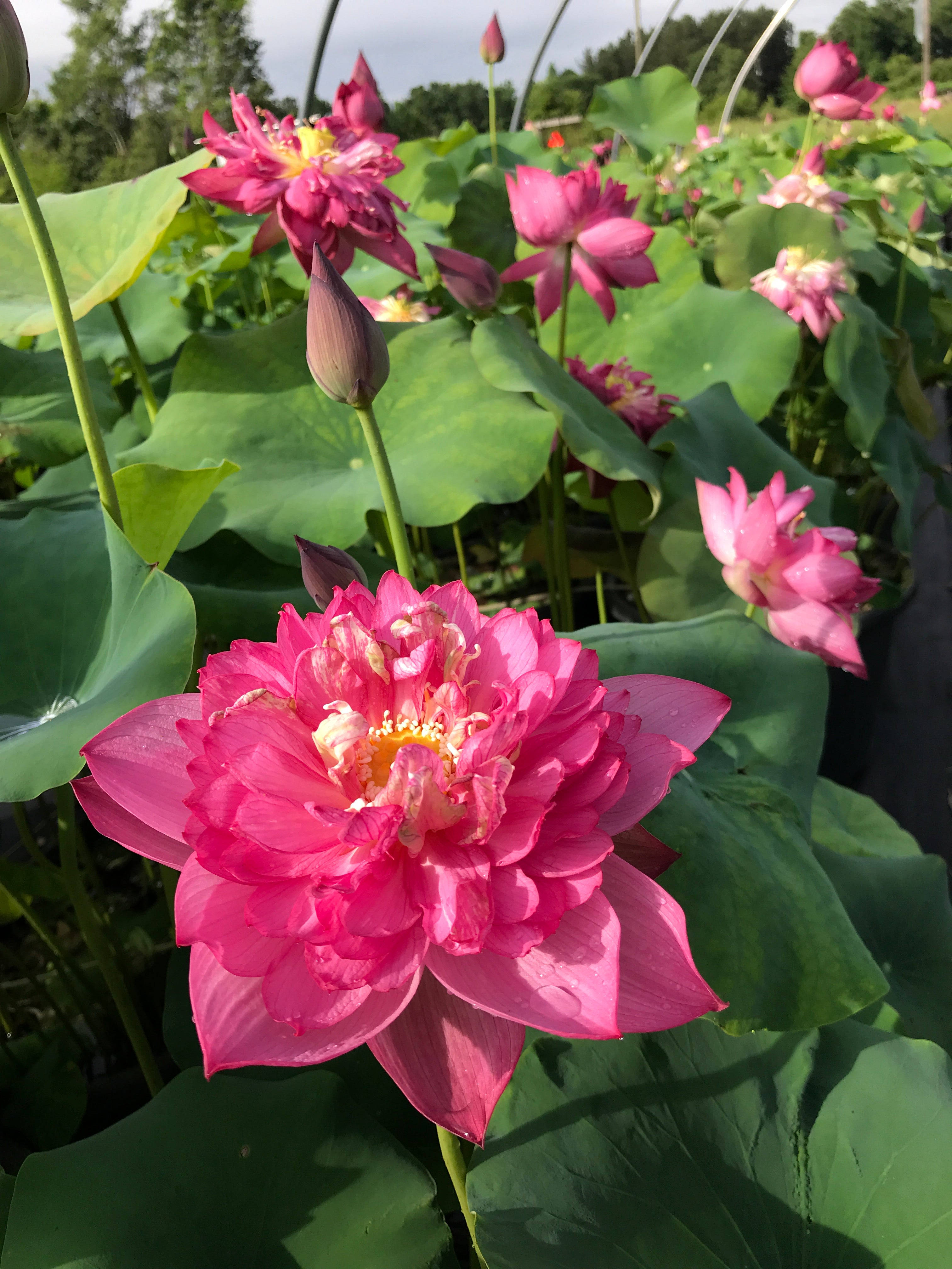 フクシアの蓮の花 壁紙