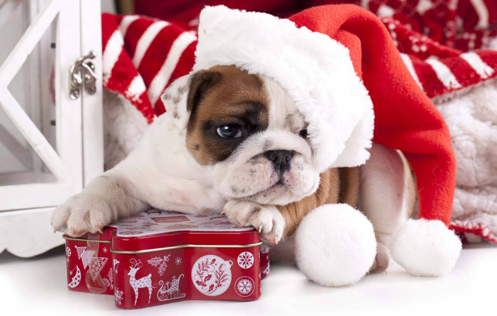 ブルドッグの子犬のクリスマスプレゼント 壁紙