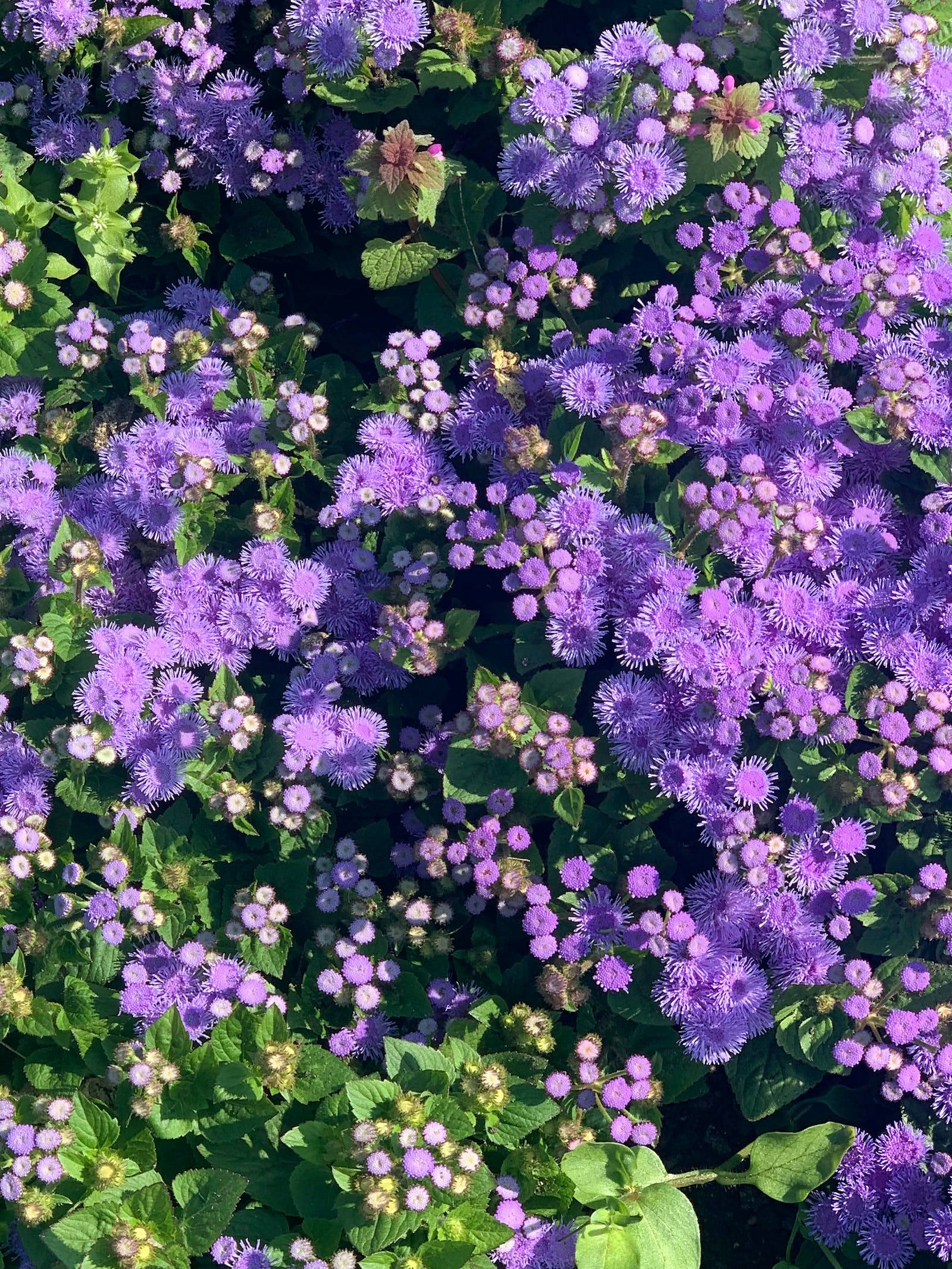 ブルーミンクの花 フローラル iPhone 壁紙
