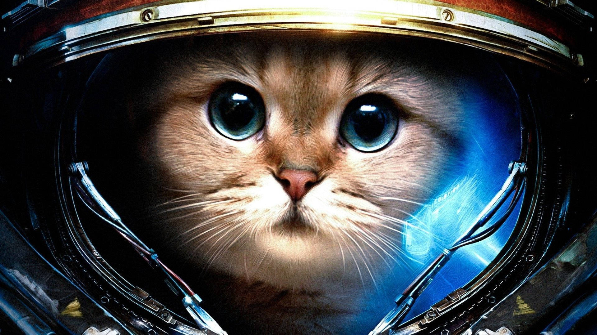 ヘルメットをかぶった美しい猫 壁紙