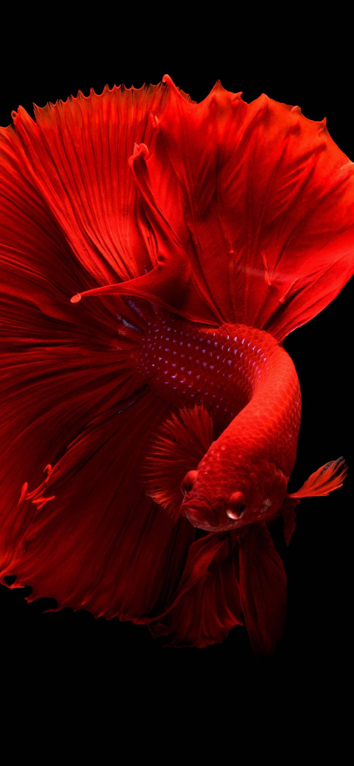 ベタ魚 iPhone 11 Pro Max 壁紙