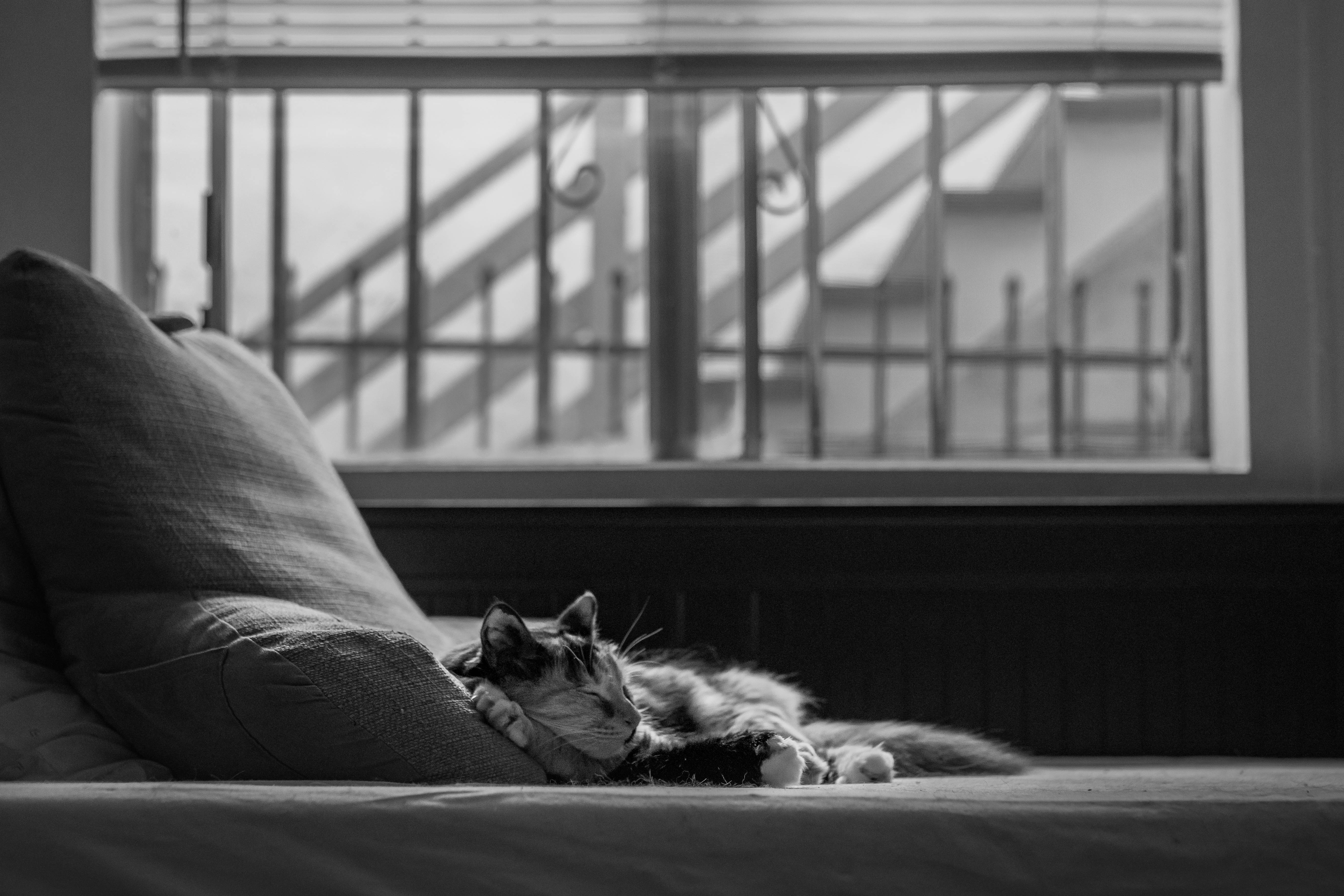 ベッドで眠るおしゃれな猫 壁紙