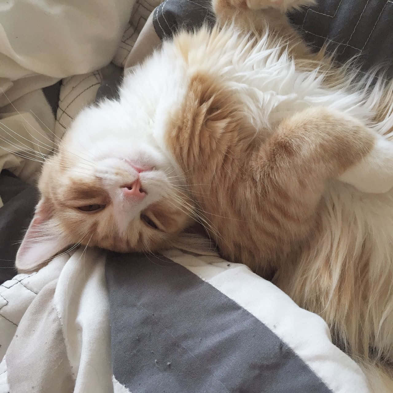ベッドに横たわる猫 壁紙