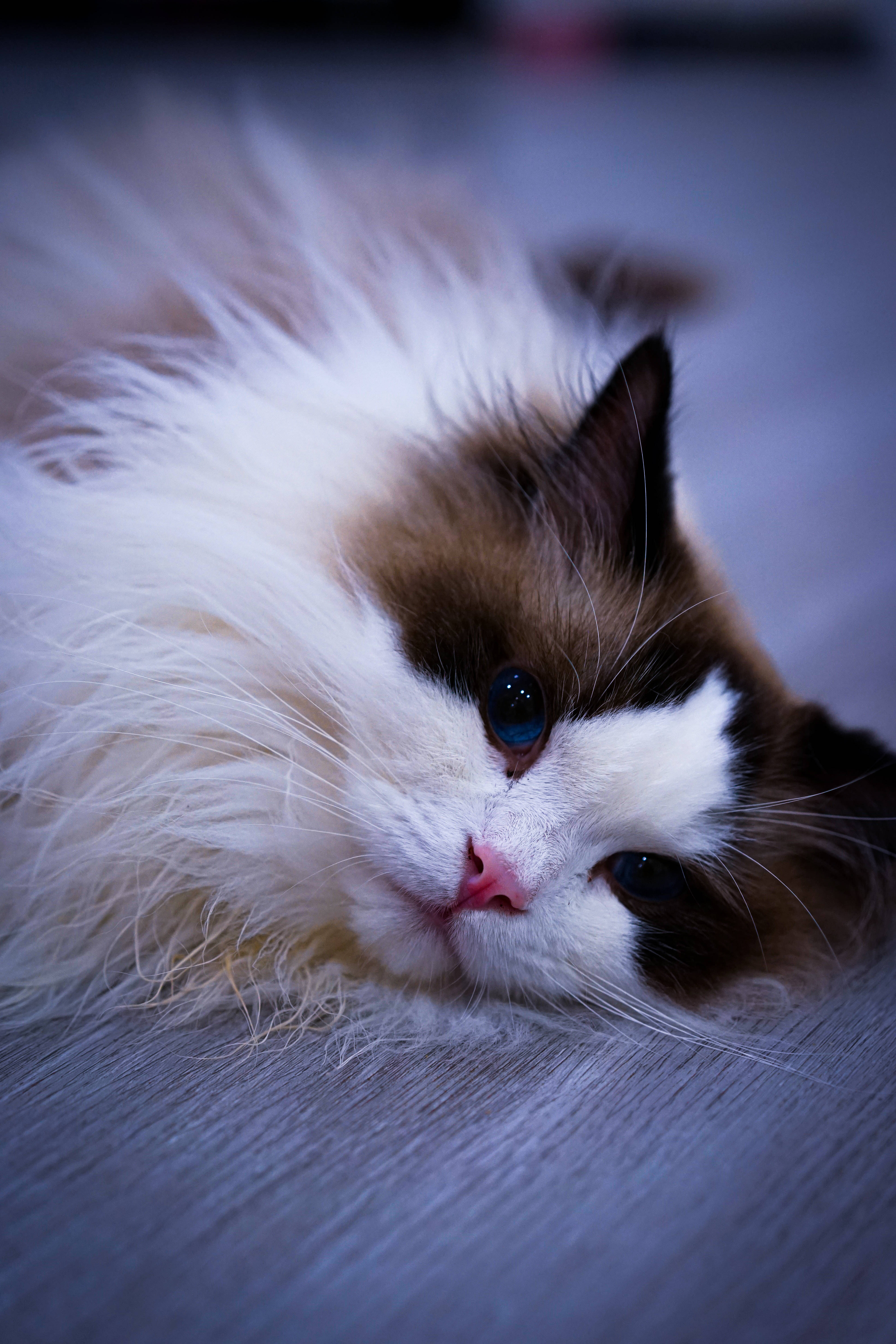 ベッドの上のかわいい猫 壁紙
