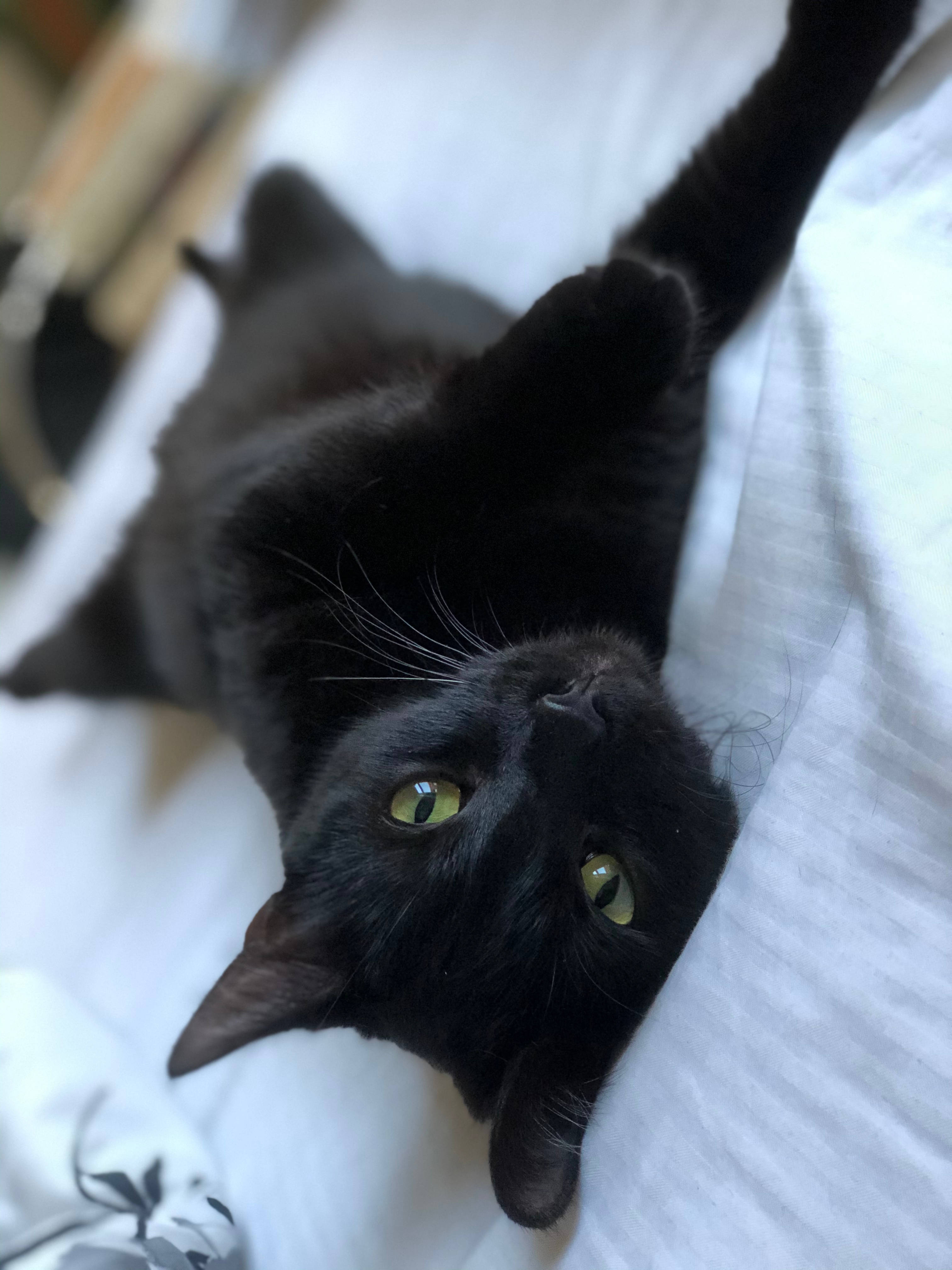 ベッドの上の黒猫 壁紙