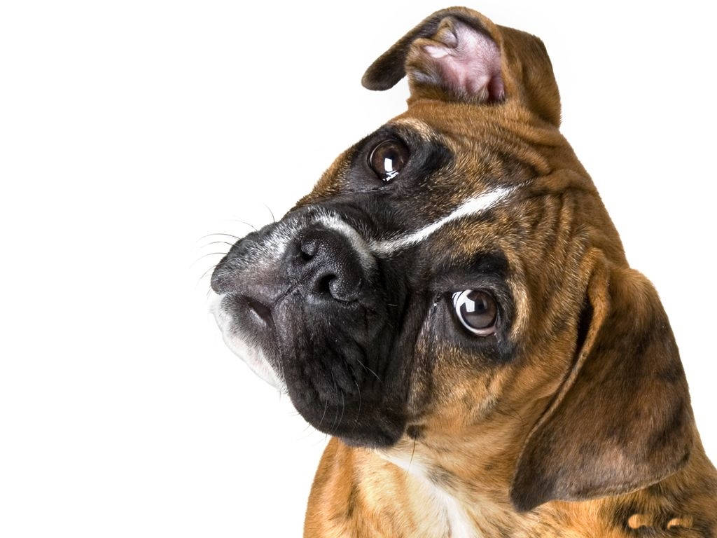 ボクサー犬が首をかしげる 壁紙