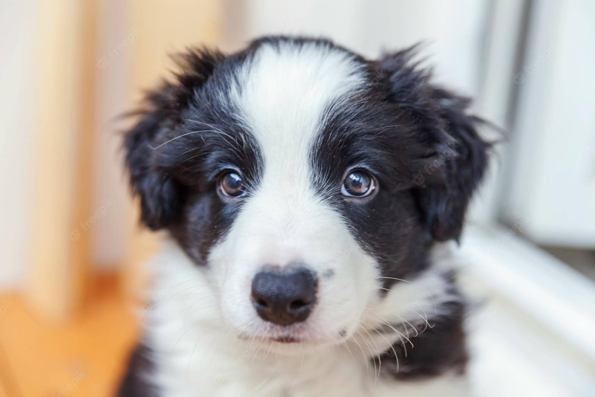 ボーダーコリーの子犬の表情 壁紙