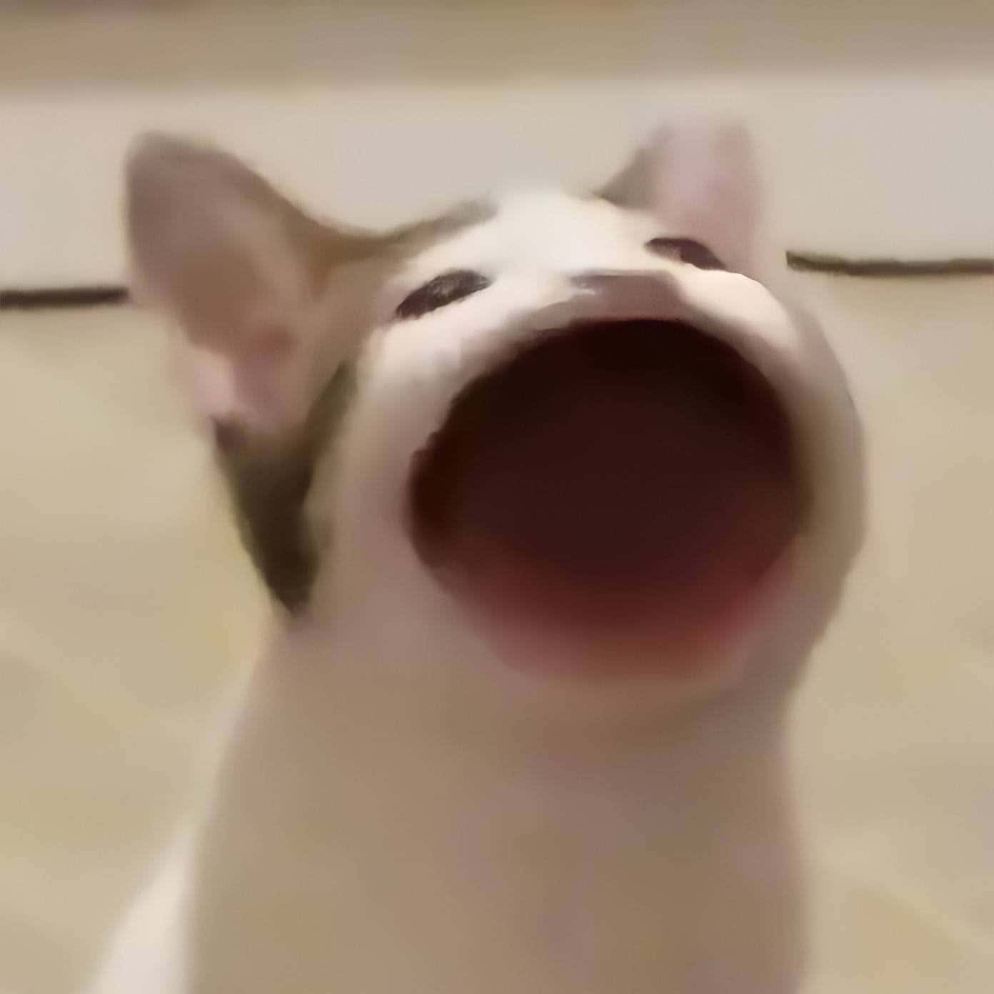 ポップキャット ミャウ 呪われた猫の画像 壁紙