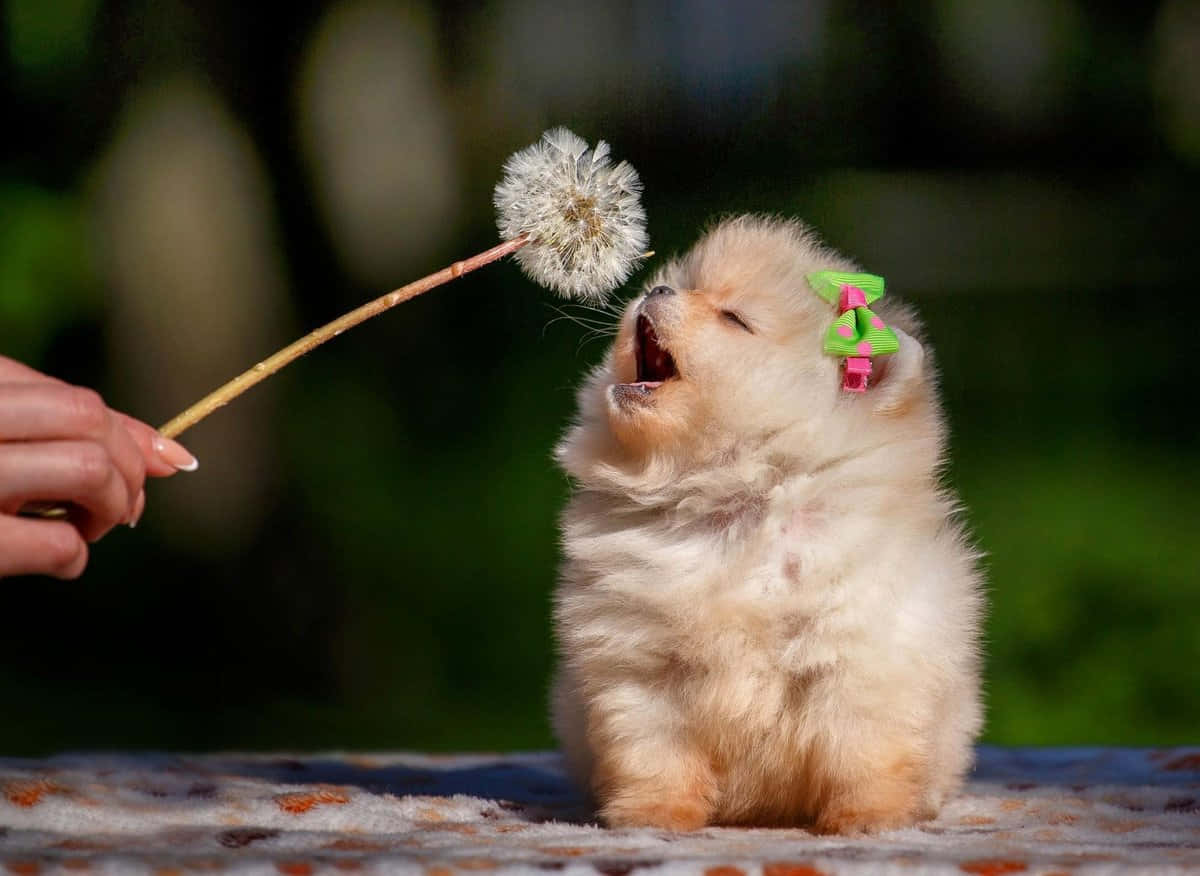 ポメラニアンのかわいい犬の写真 壁紙