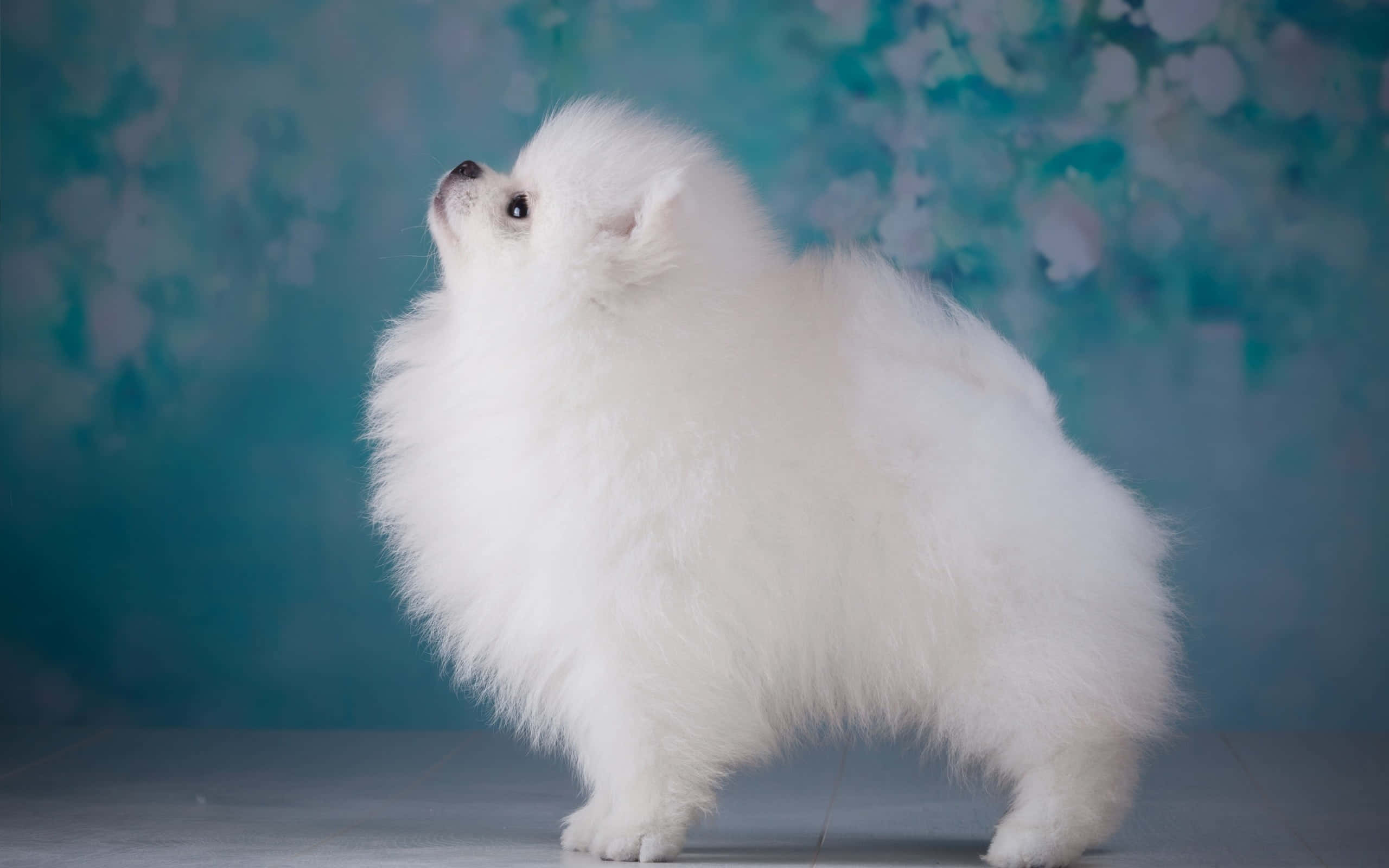 ポメラニアンの犬の美学 壁紙