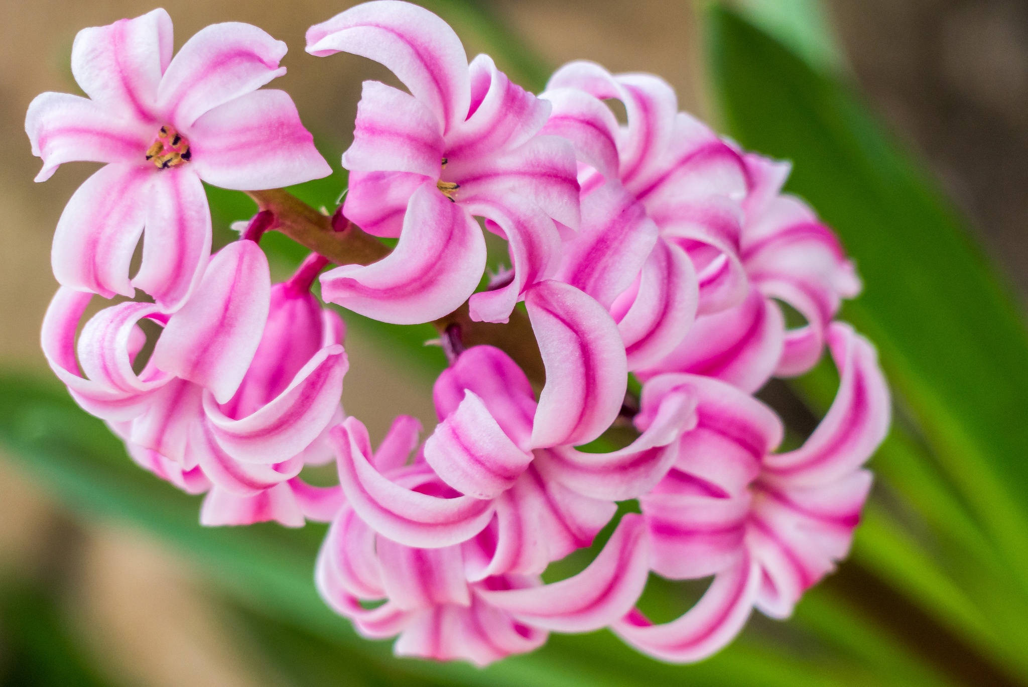 ミスサイゴン ヒヤシンスの花 壁紙