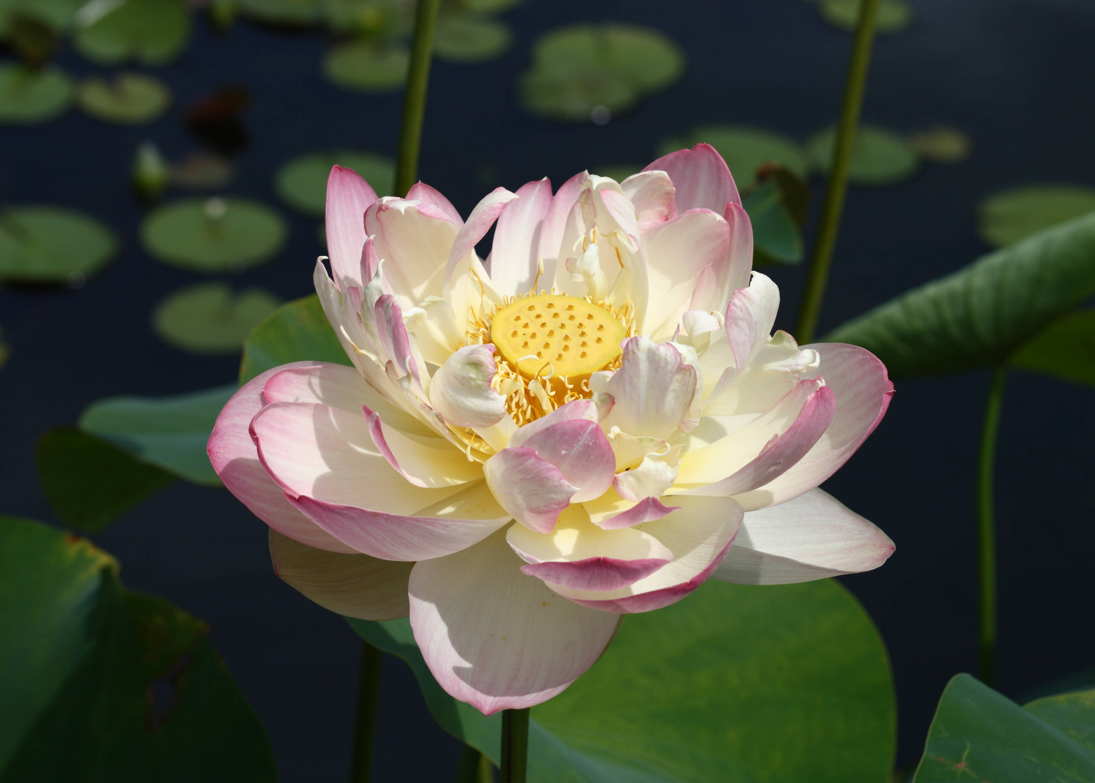 ミセス・ペリー・D・スロカムの蓮の花 壁紙
