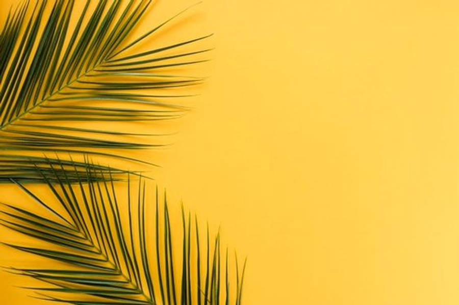 ミニマルなヤシの葉 壁紙