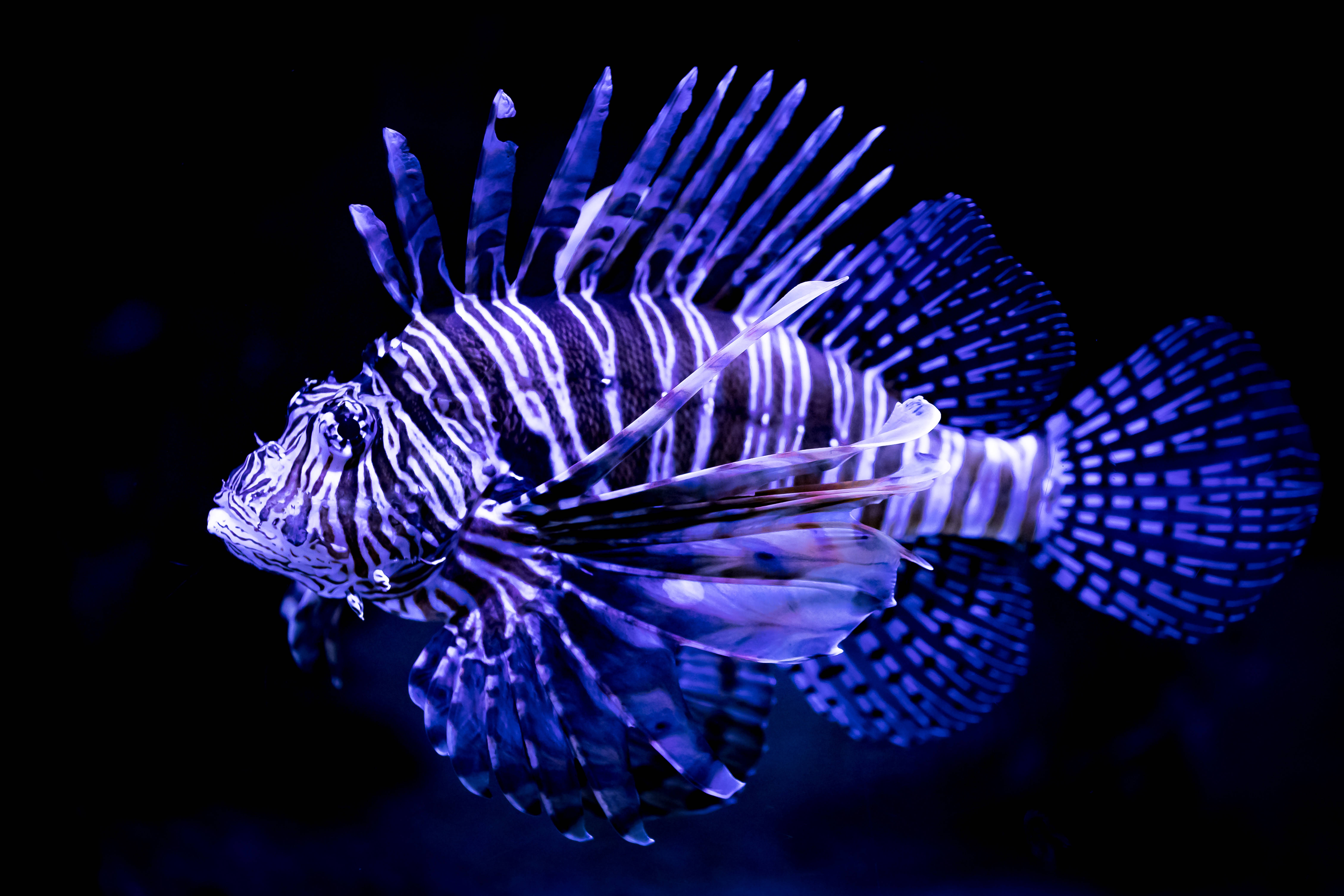 ミノカサゴ 4K Ultra HD 魚 壁紙