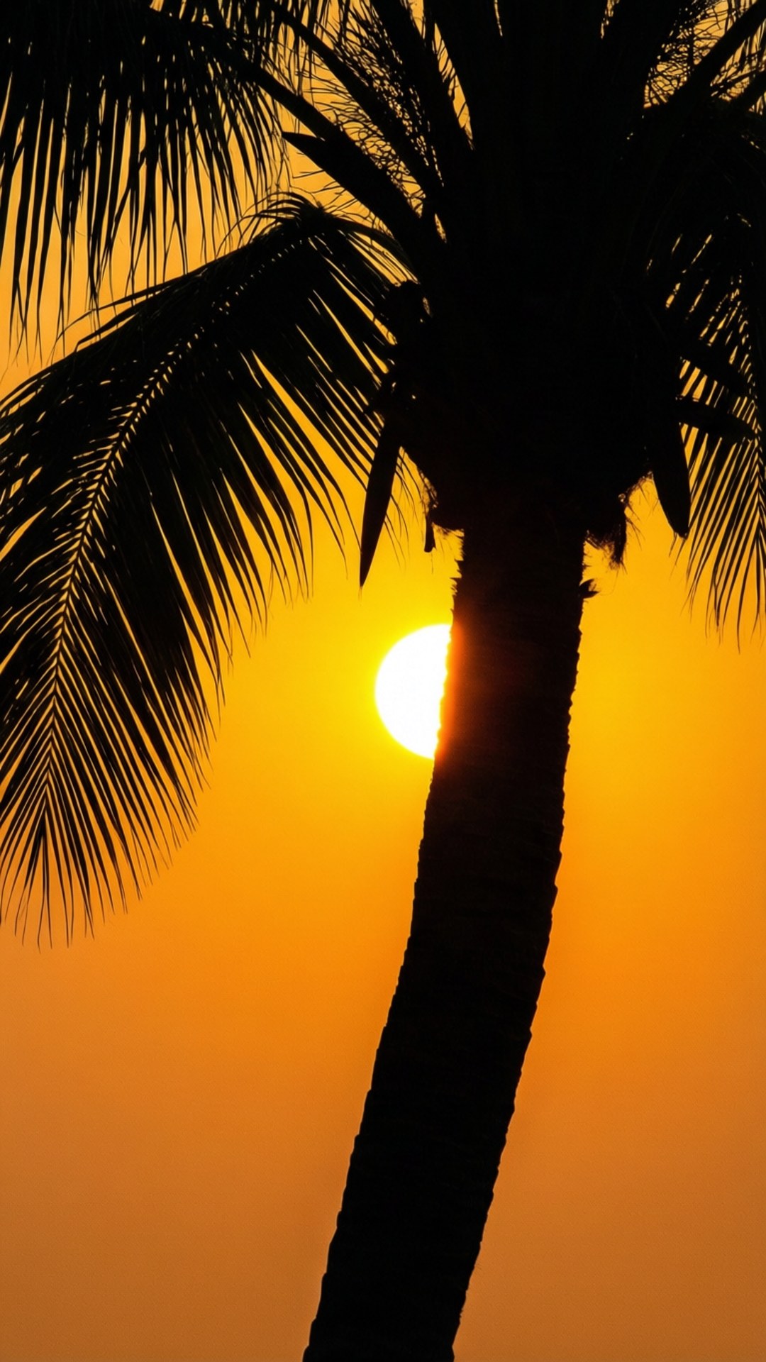 ヤシの木のシルエットが彩る夕日 壁紙