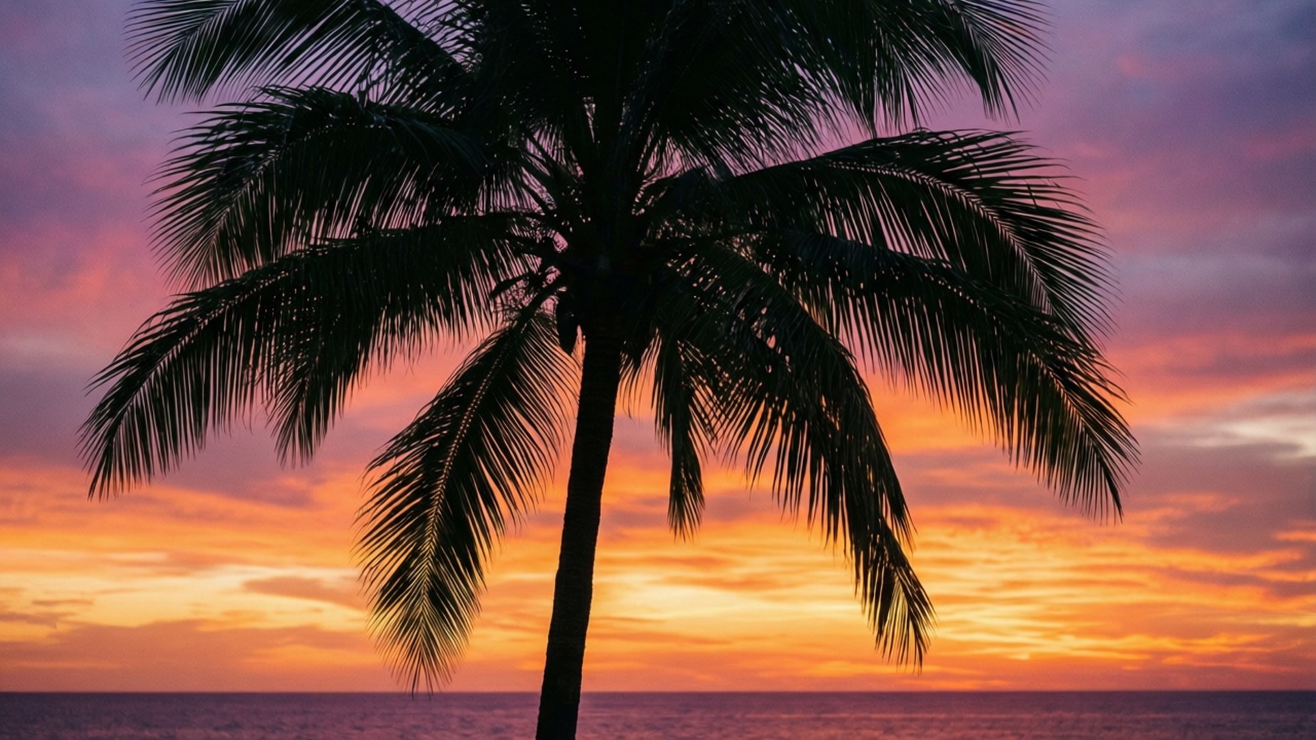 ヤシの木の夕日 壁紙