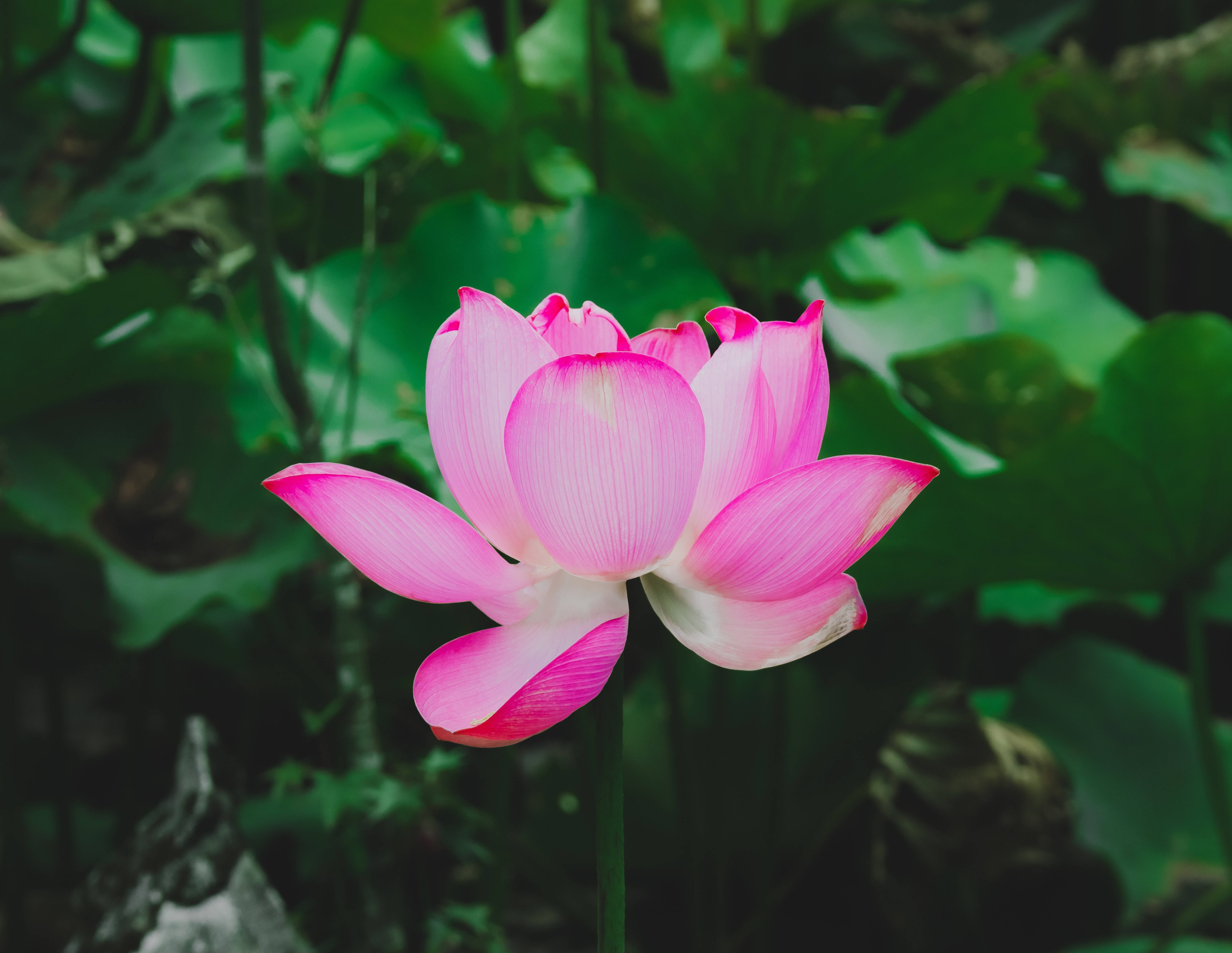 ヨハンの赤い蓮の花 壁紙