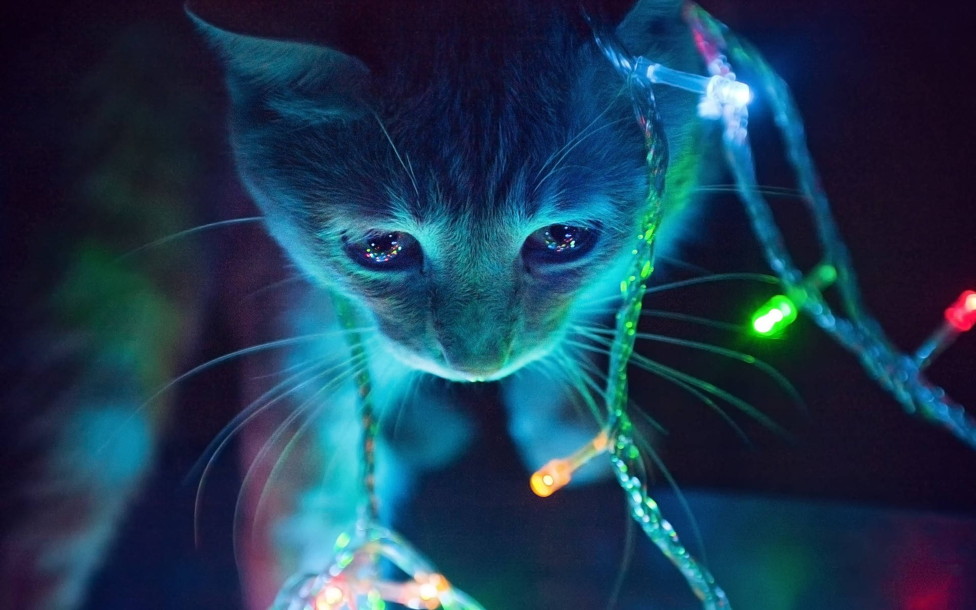 ライトと戯れる猫のエモい写真 壁紙