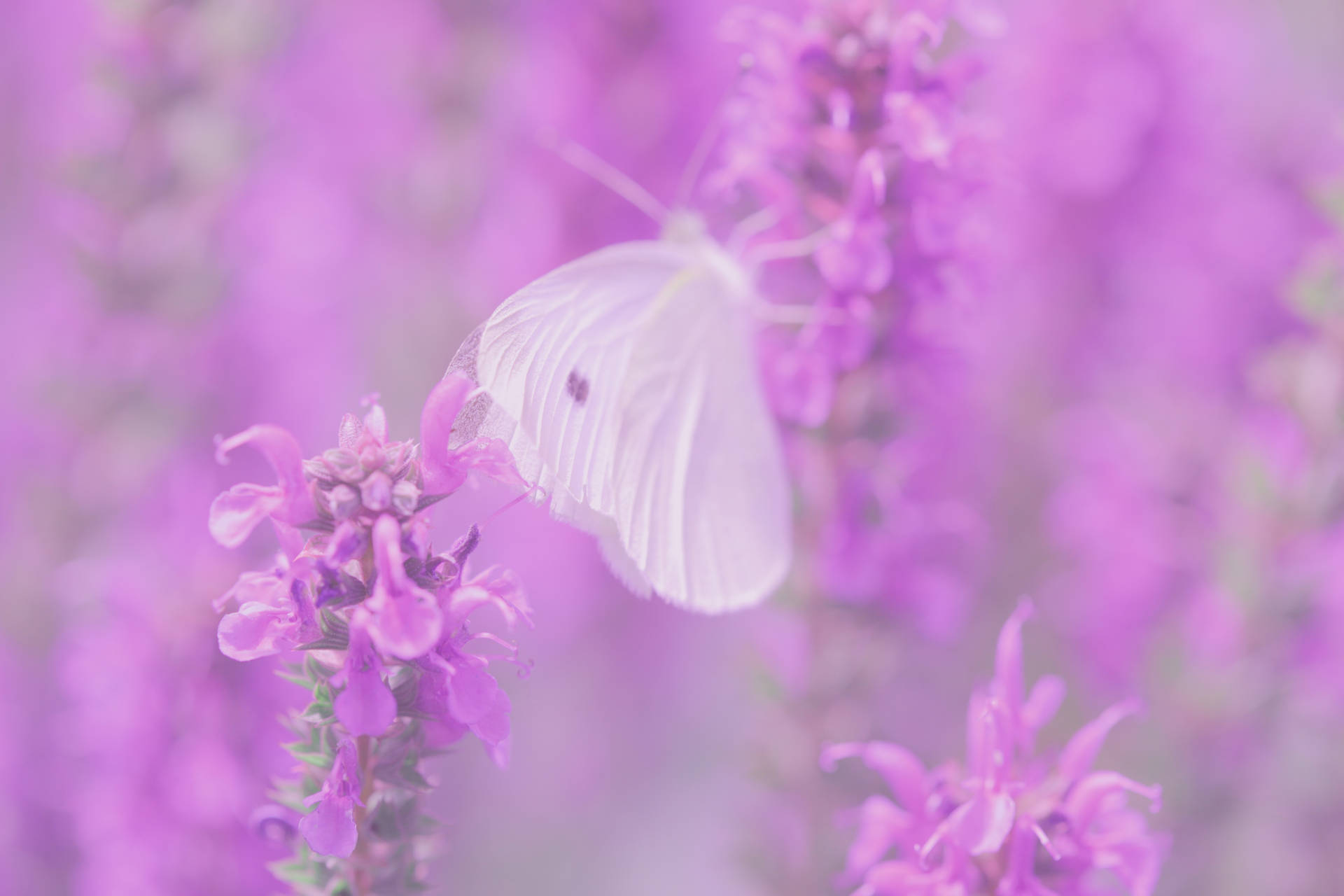 ライラックの花にとまる白い蝶の壁紙。
