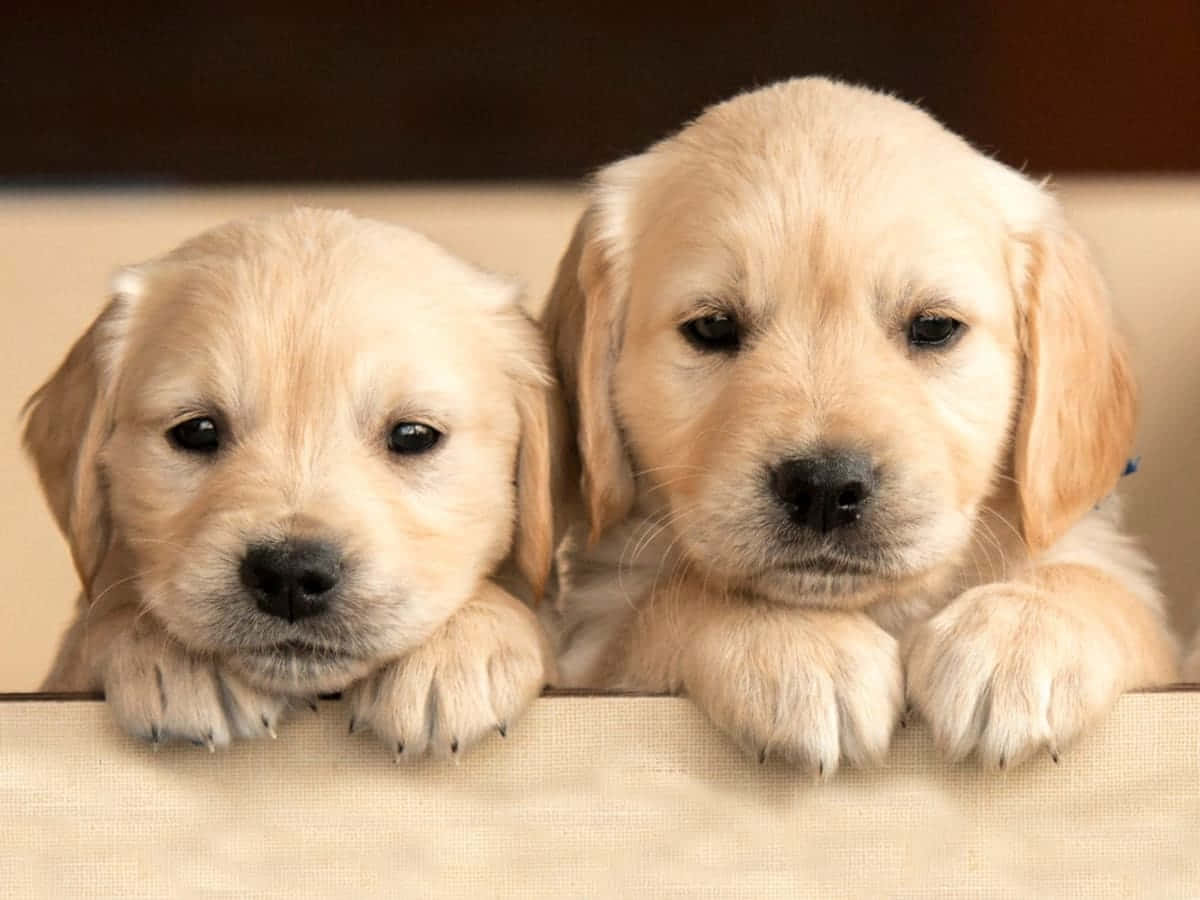 ラブラドール・レトリバーのかわいい犬の写真 壁紙