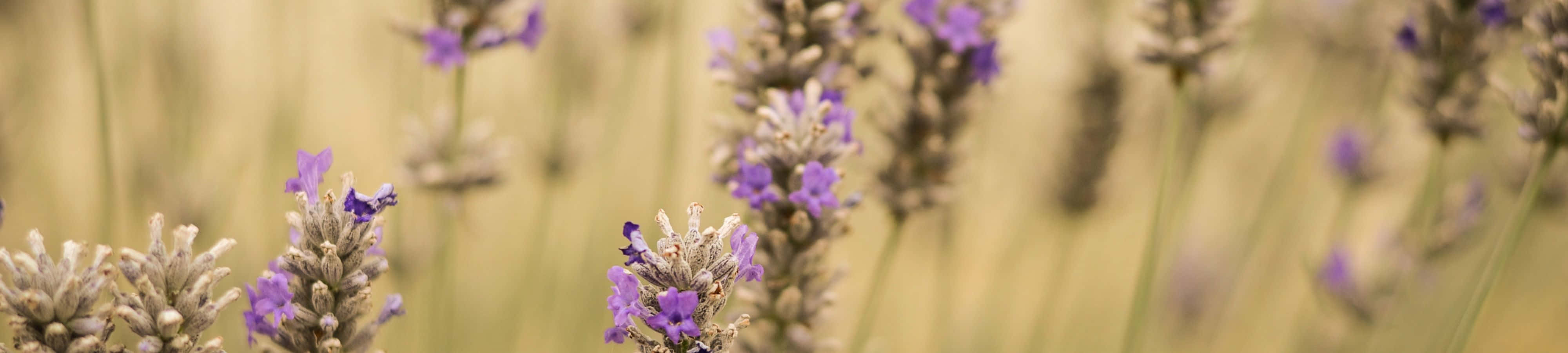 ラベンダーの花が咲くフィールドとぼやけた背景 壁紙
