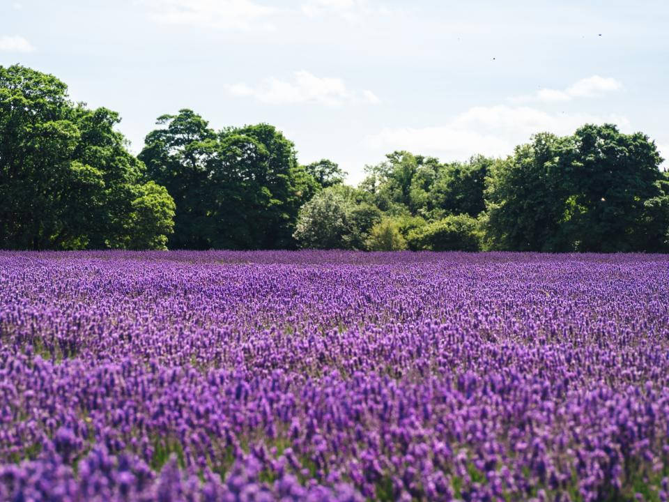 ラベンダー色の花と木々の美しい風景 壁紙