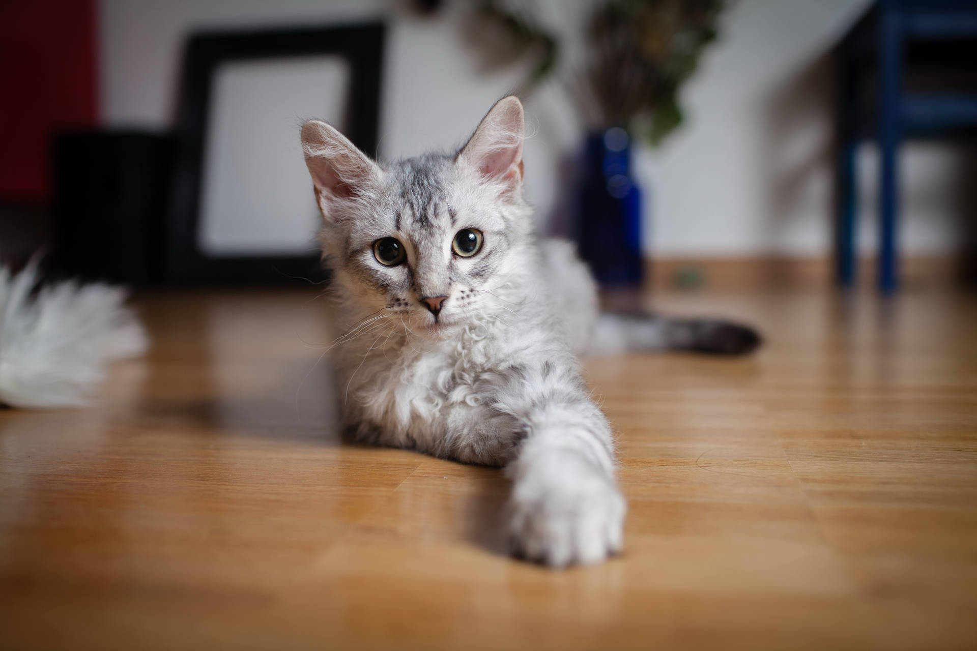 緑の目とふわふわの毛を持つグレーの猫が、床であなたに前足を伸ばしています。可愛い動物たち。
