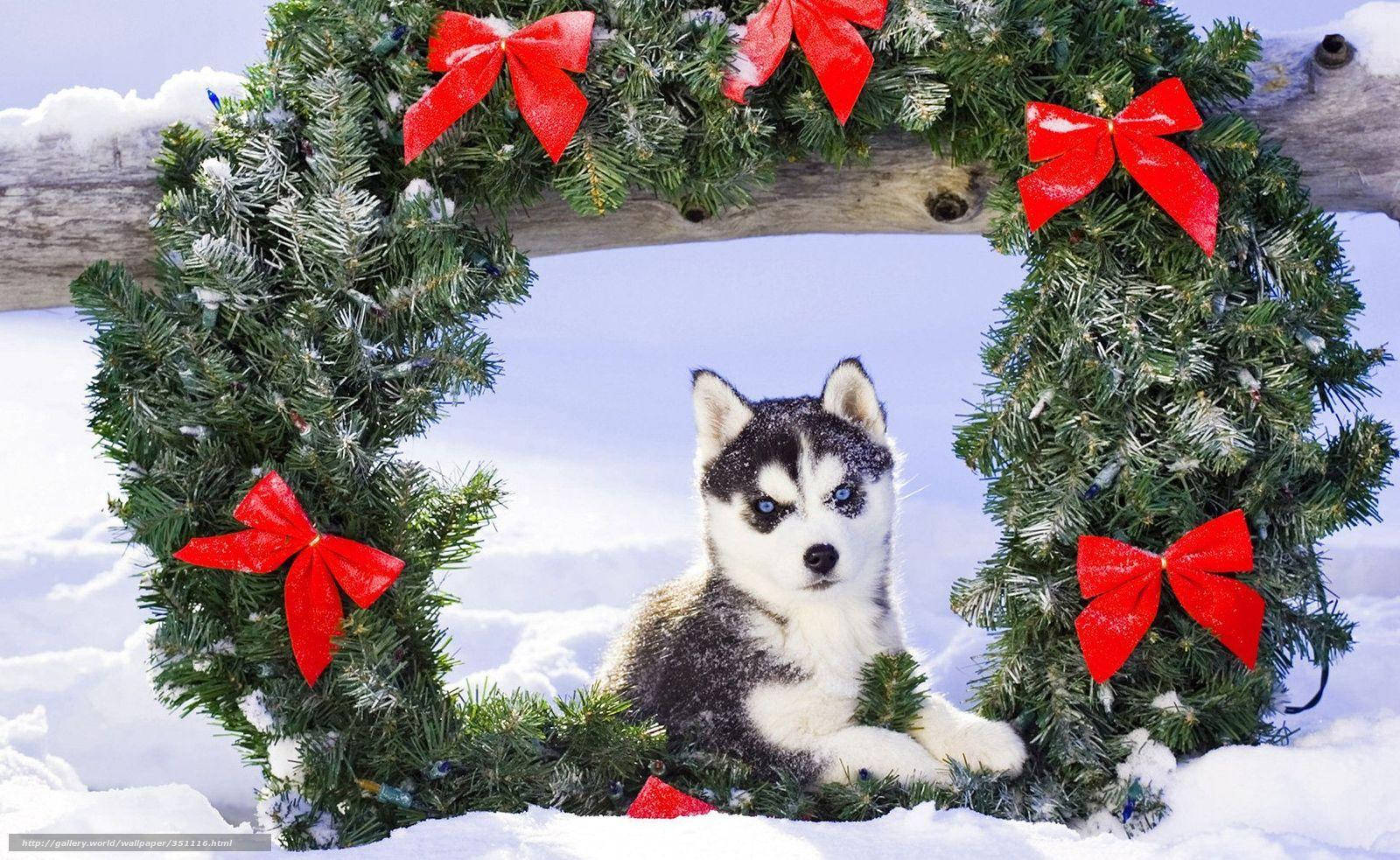 リースを身につけたハスキーの子犬 壁紙