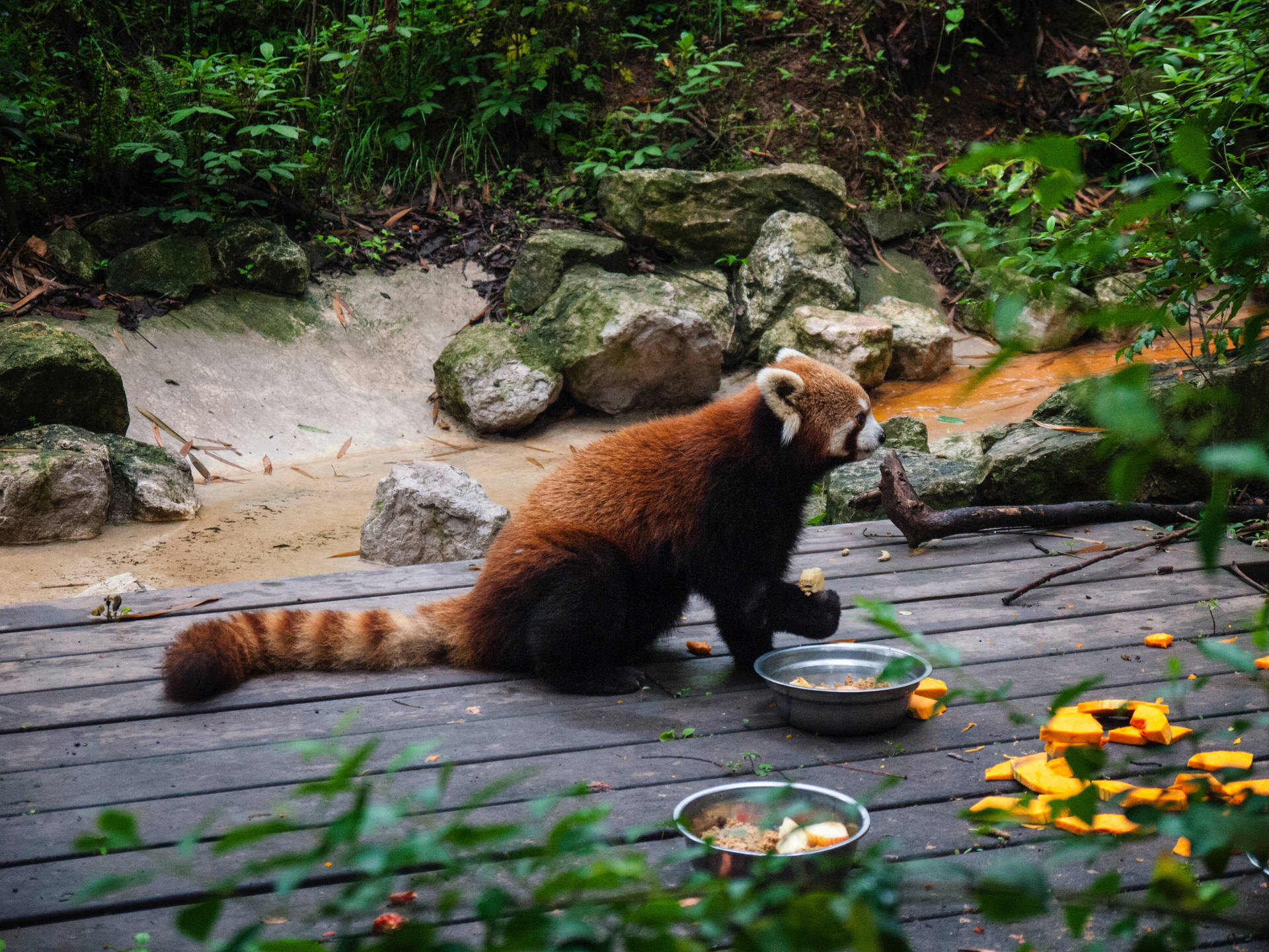 森の動物園でのレッサーパンダの食事時間の壁紙