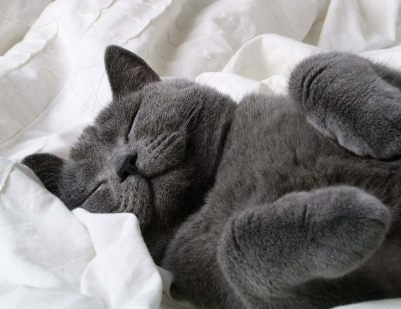 ロシアンブルーのグレーの猫が眠る写真 壁紙