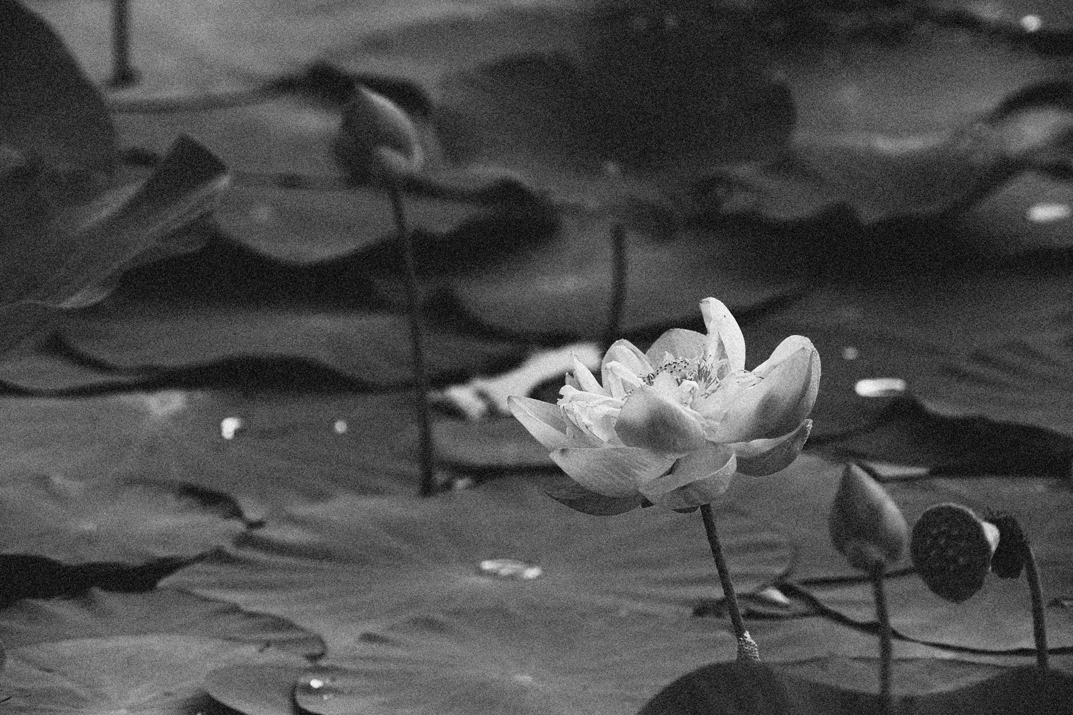 ヴィンテージ蓮の花 壁紙