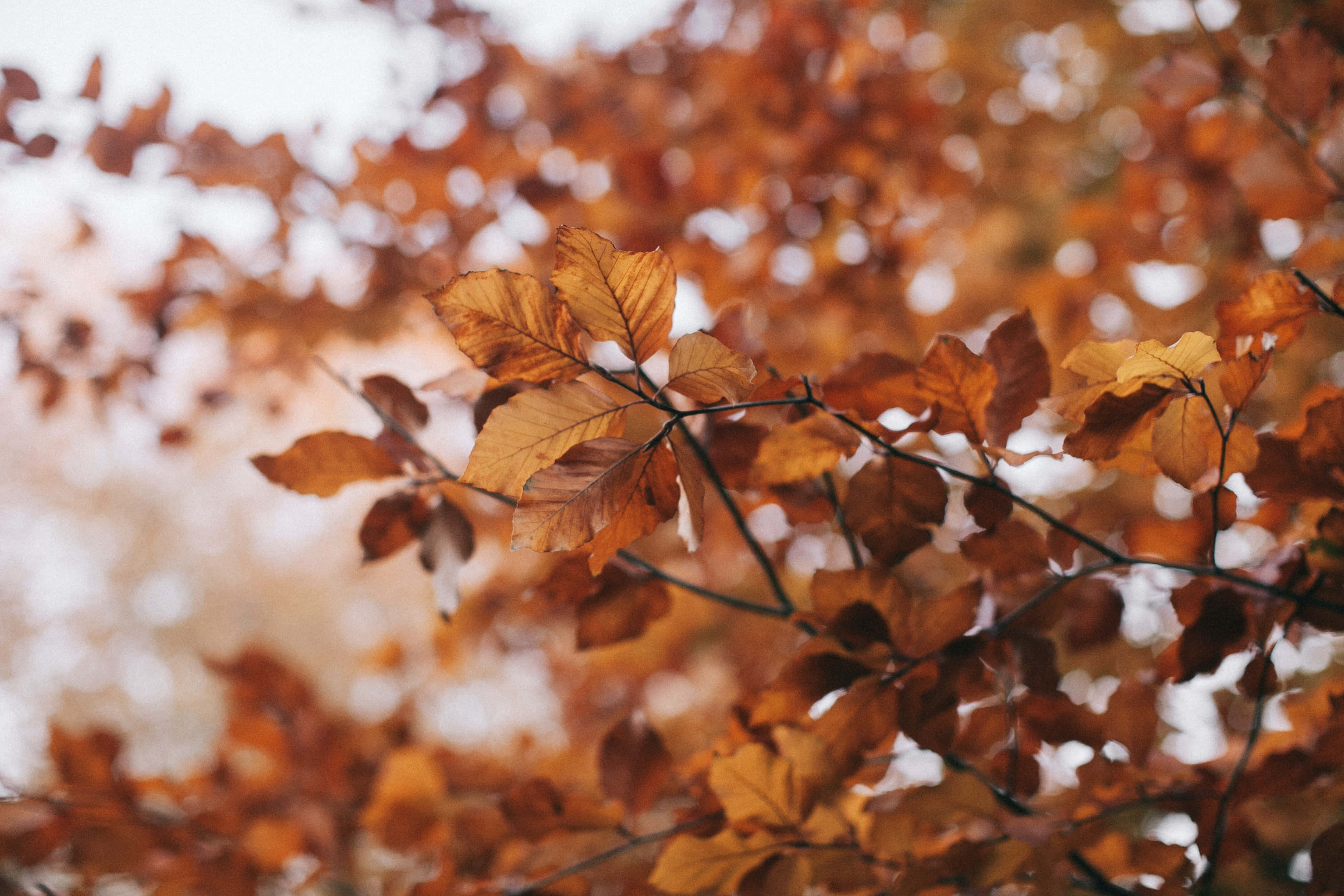 ヴィンテージ風の秋の紅葉 壁紙
