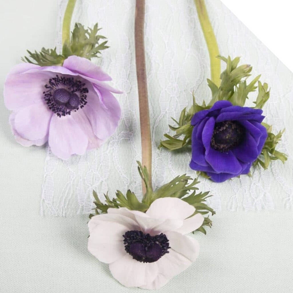 三輪のアネモネの花 壁紙