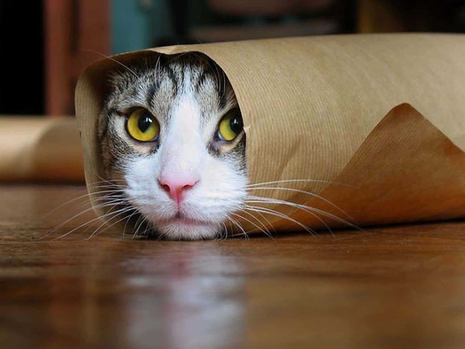 不気味なブリトー猫の楽しい画像 壁紙