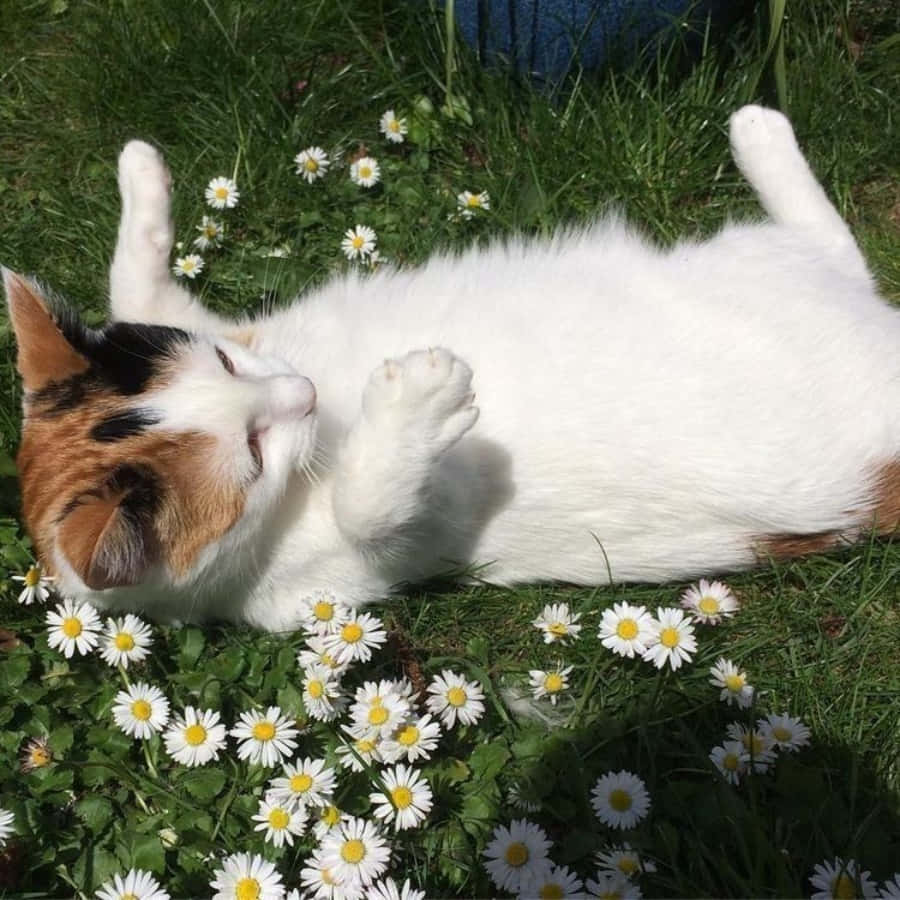 「世界に見たい猫になろう」 壁紙