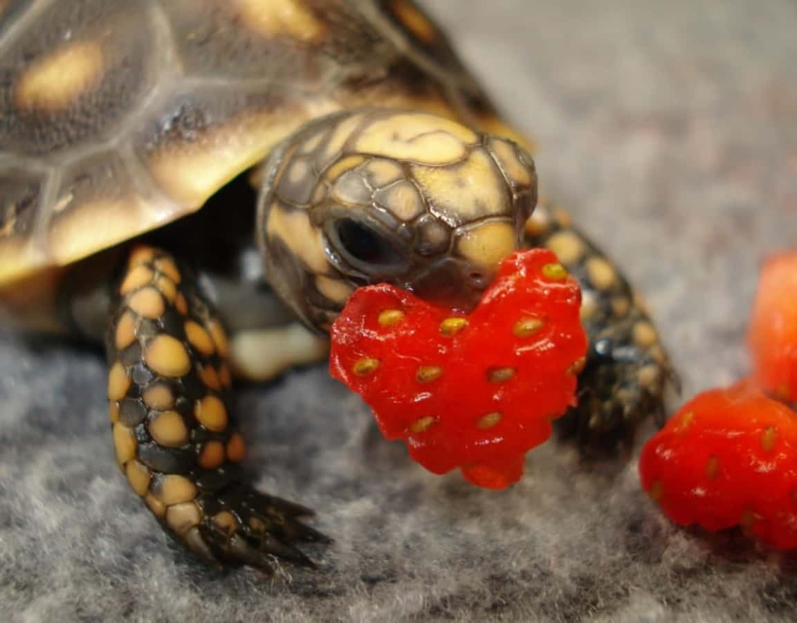 世界を眺めるかわいい小さなカメ 壁紙