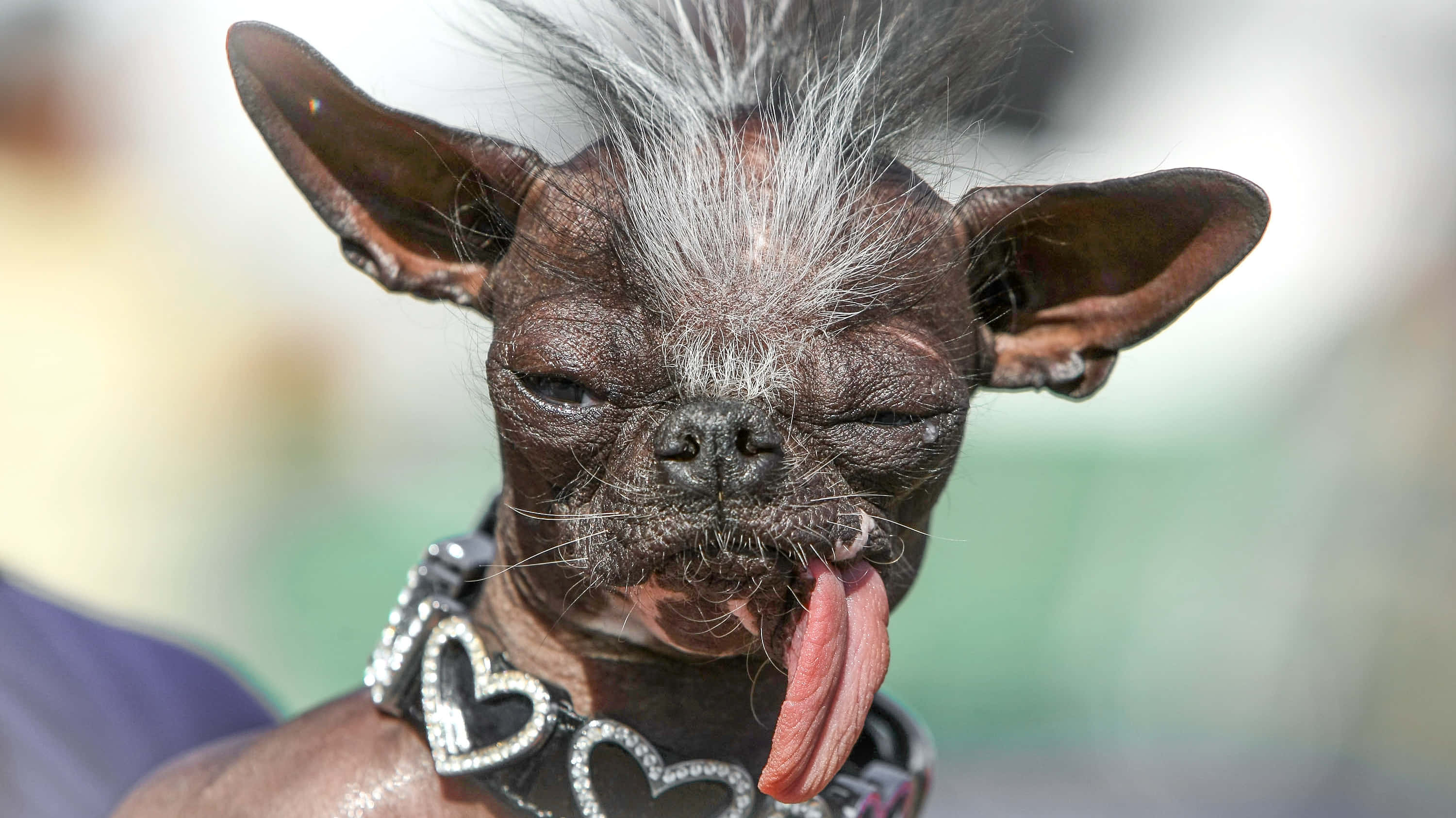 世界一不細工な犬ガスの写真 壁紙