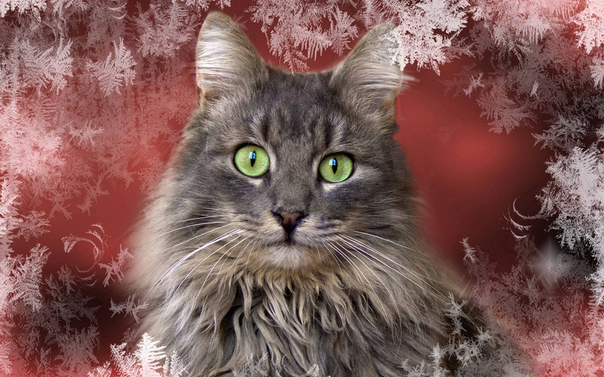 ふわふわの毛と可愛らしい鼻先を持つグレーの猫、雪の結晶が舞う冬の壁紙。クリスマスの動物たち。