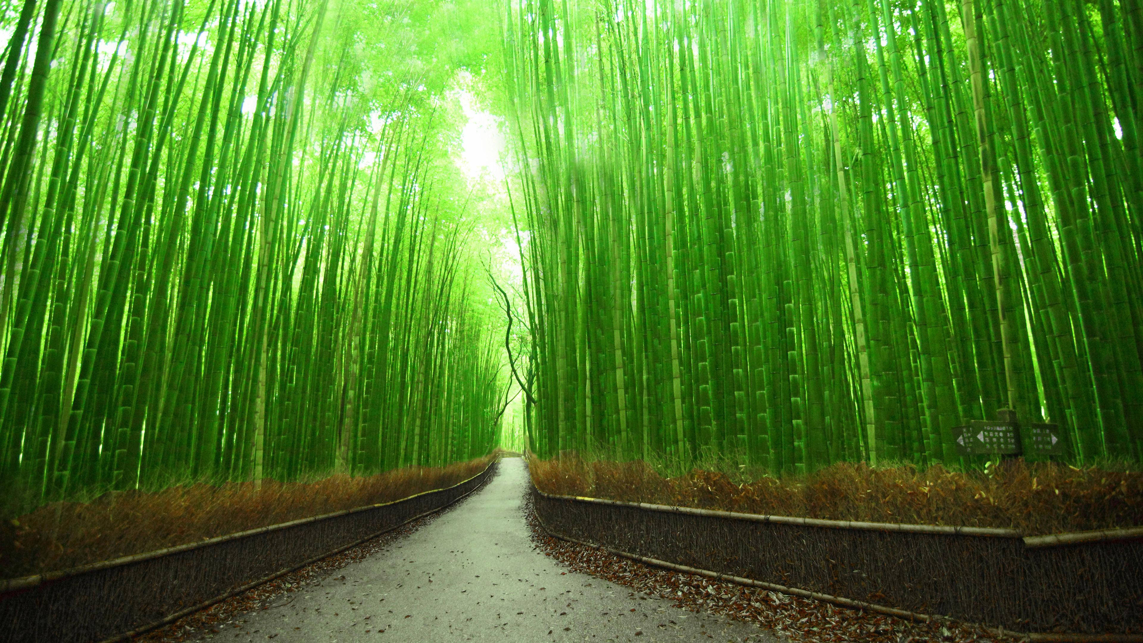 京都・竹林の小道 4K 壁紙