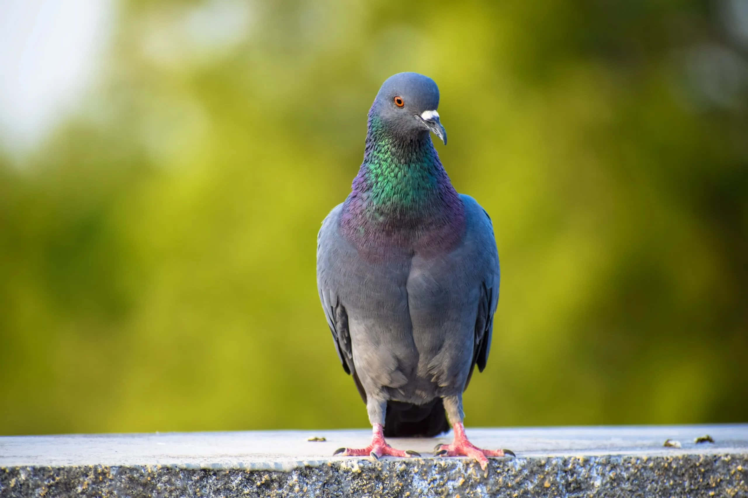 人懐っこい鳩 壁紙