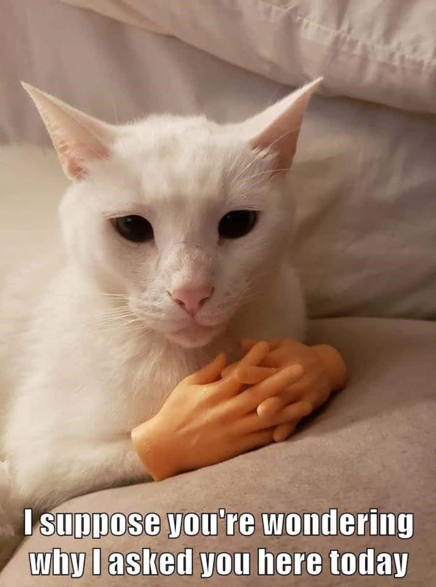 「人生は短い、猫のように楽しもう！」 壁紙