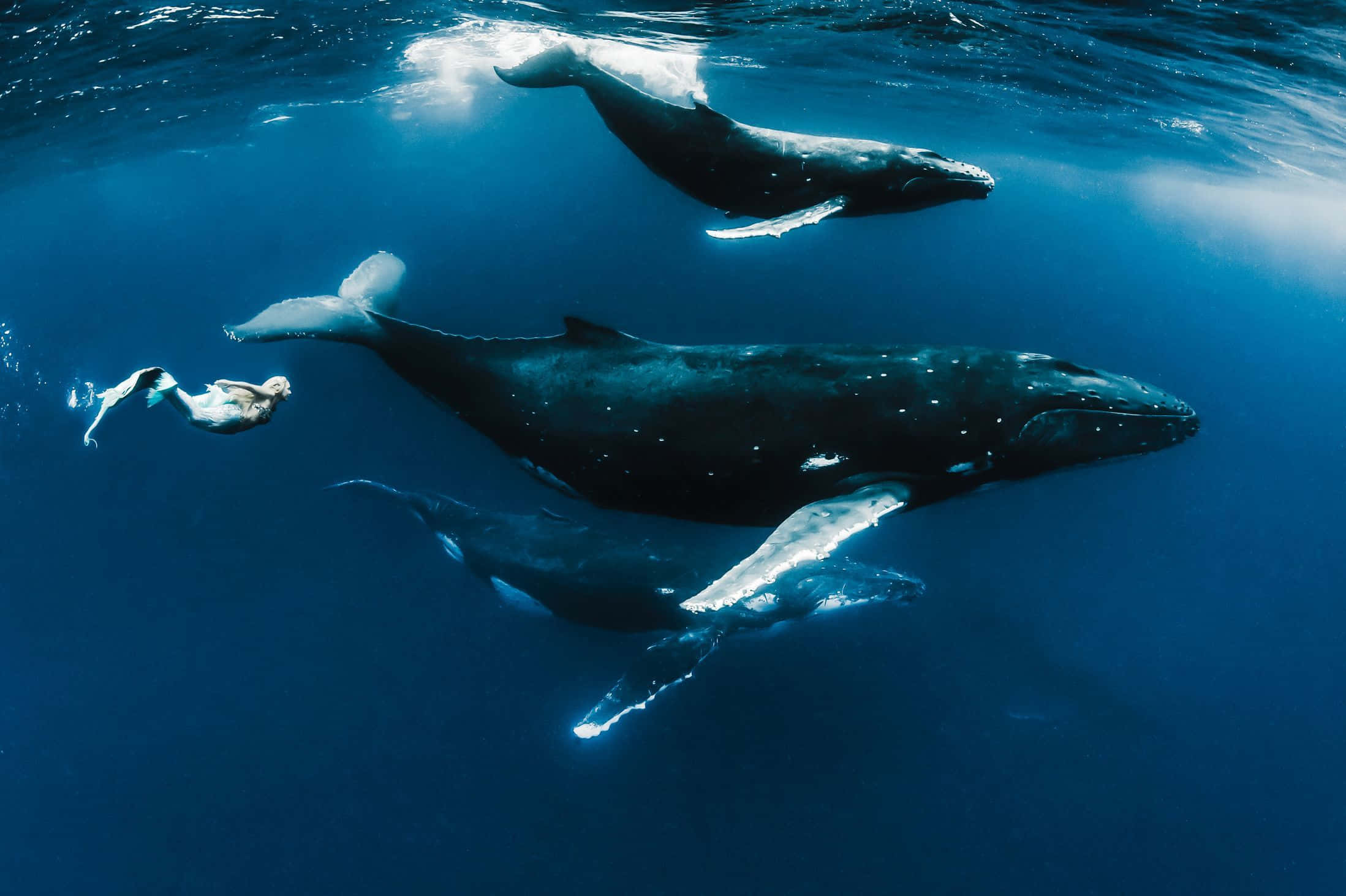 人魚と本物のシロナガスクジラの写真 壁紙