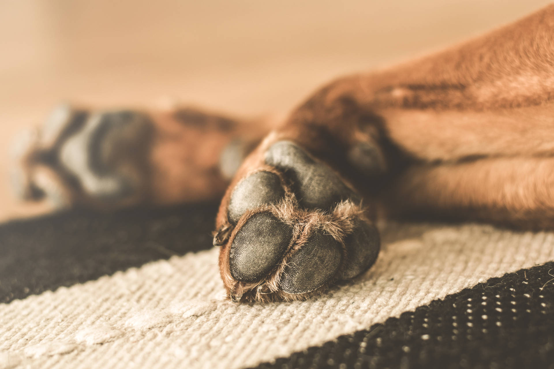 ストライプの床ラグの上にいる茶色い犬の足の壁紙