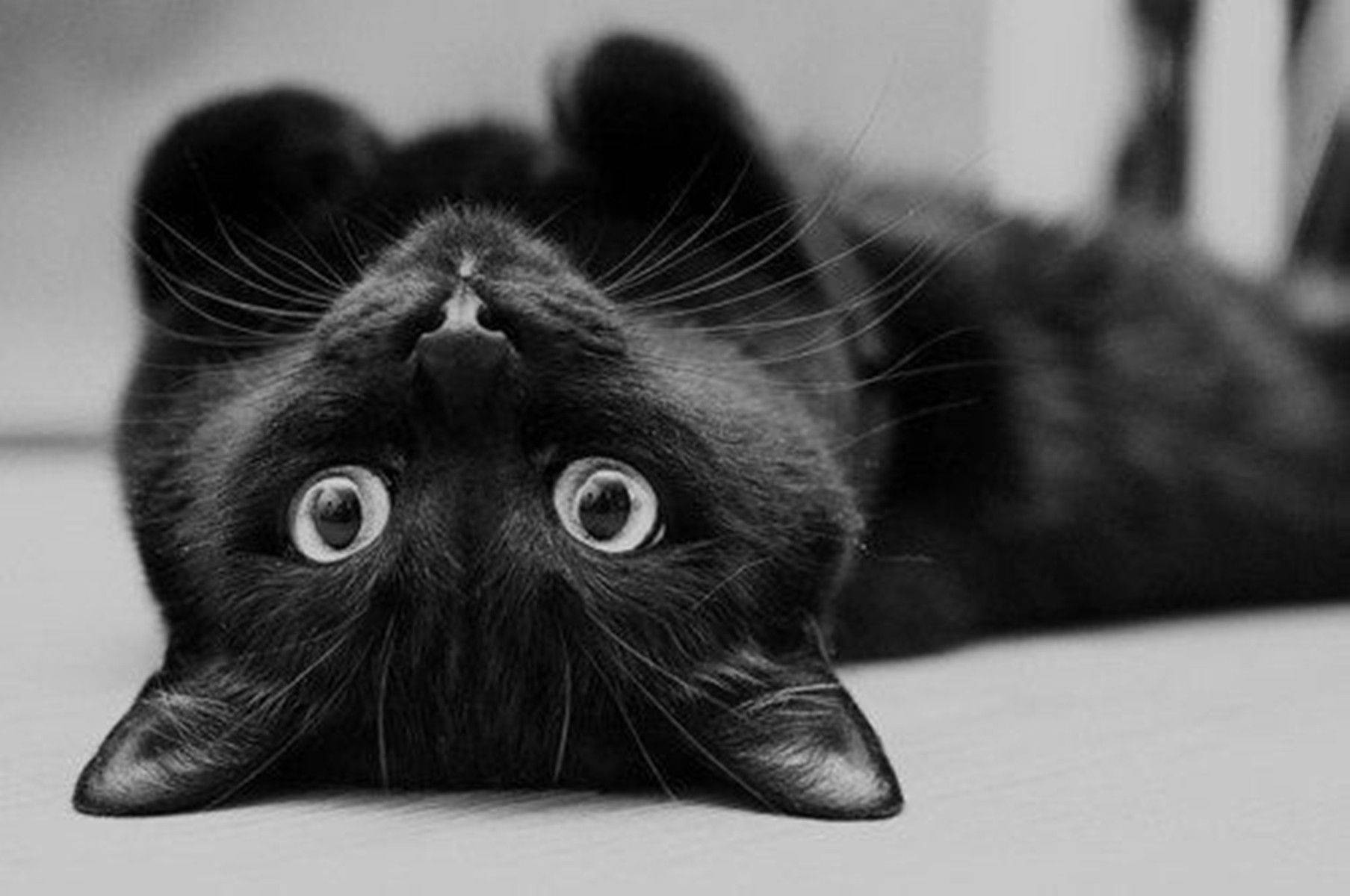 仰向けの黒猫 壁紙