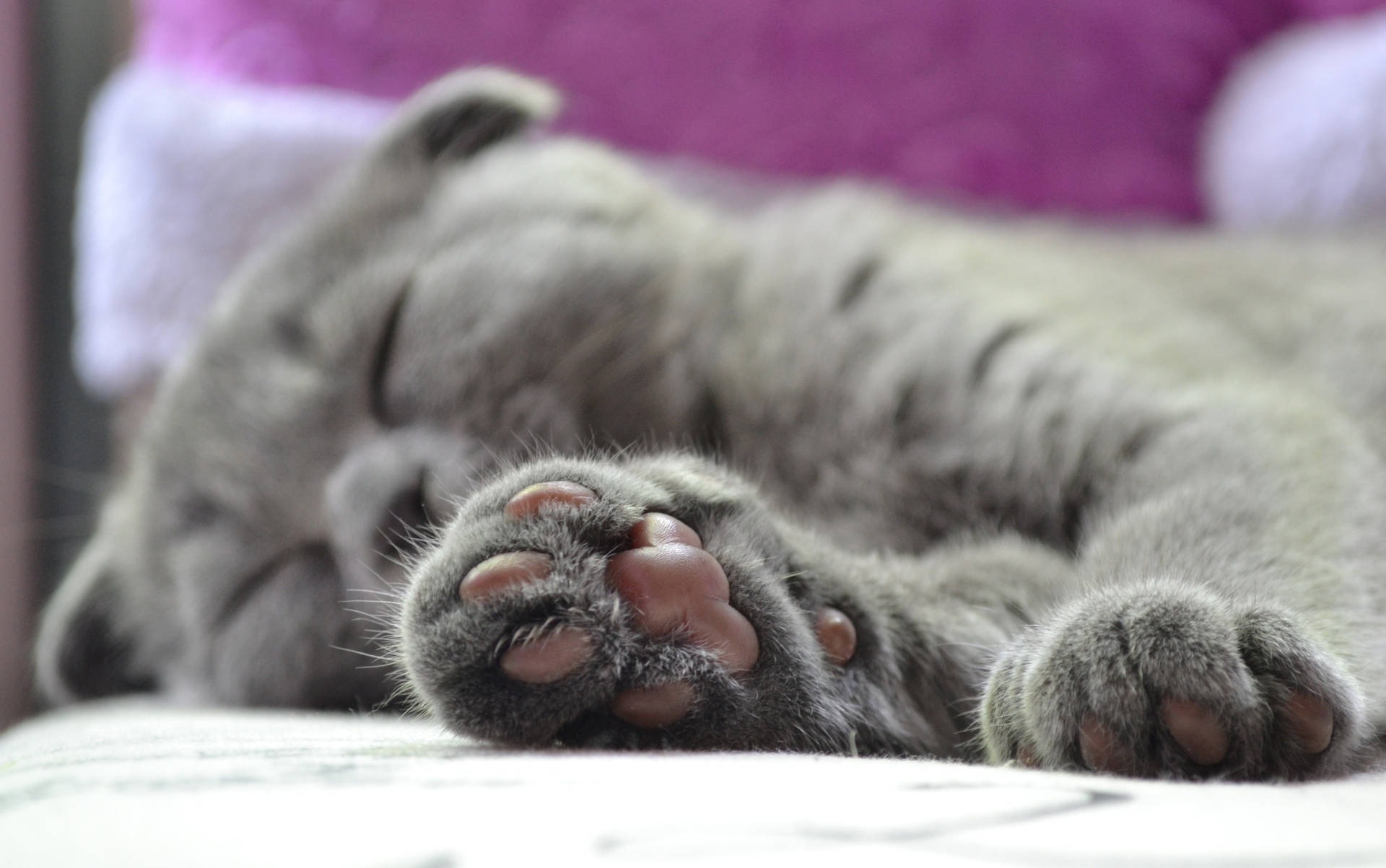 ピンクの肉球を持つグレーの猫が、紫色の枕のある柔らかいベッドで眠っています。可愛い動物の友達。