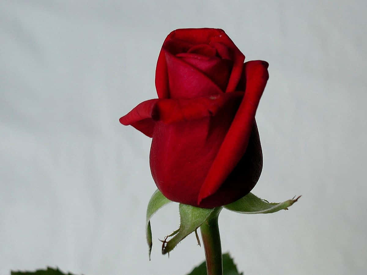 優雅なピンクのバラの花 壁紙