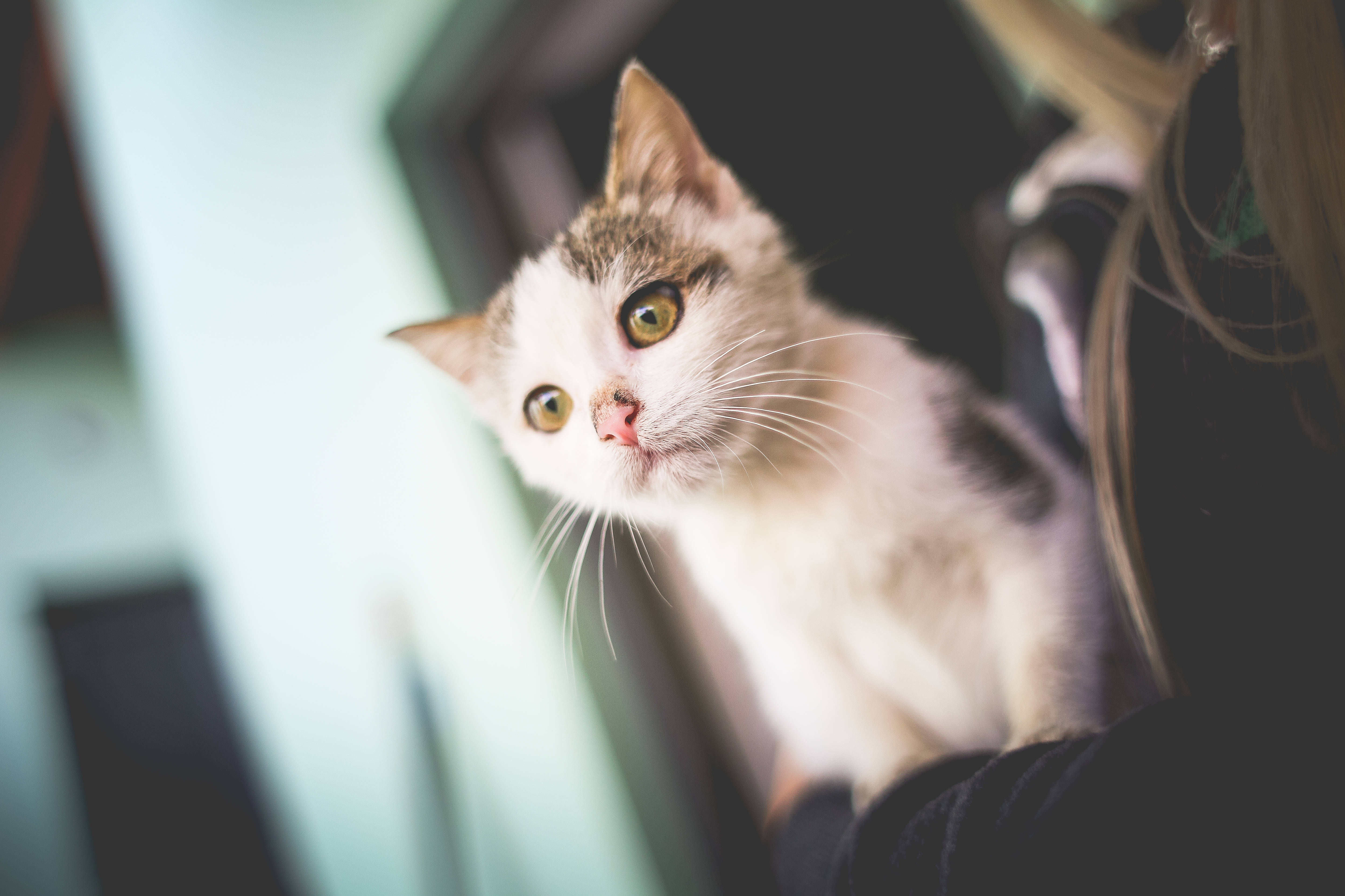 優雅な猫の魅惑的な美しさ 壁紙