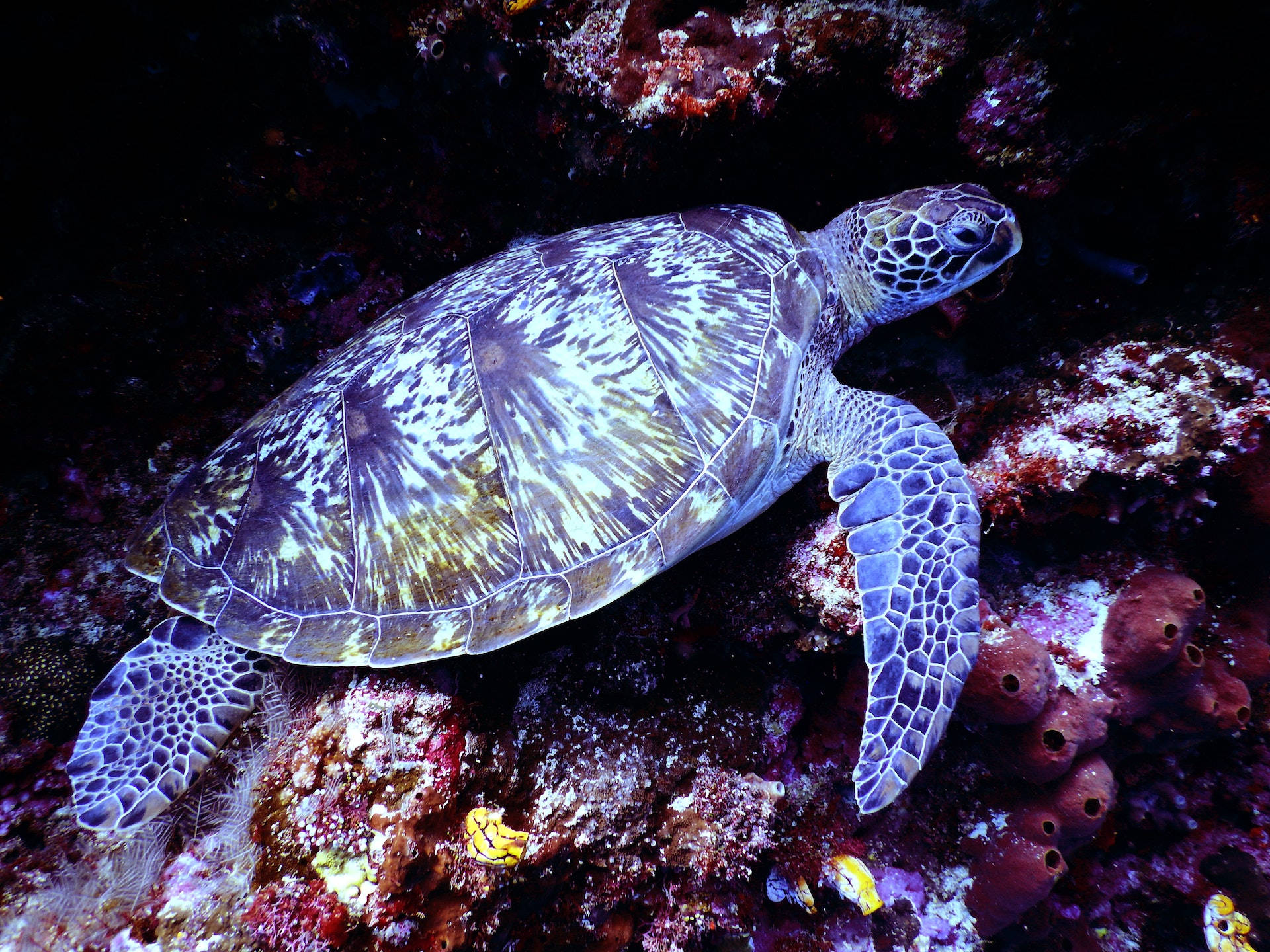 優雅に泳ぐウミガメと鮮やかなサンゴ礁 壁紙