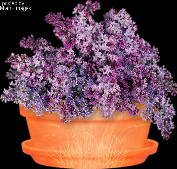 光る鉢の紫の花 壁紙