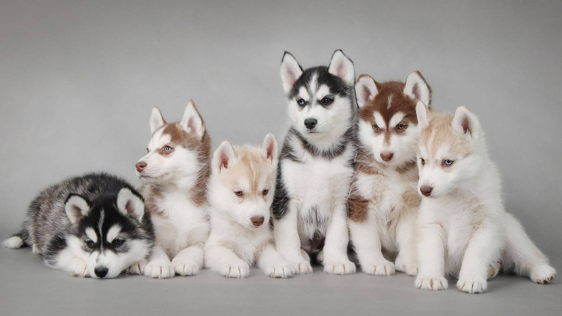 六匹のハスキー子犬のフォトシュート 壁紙